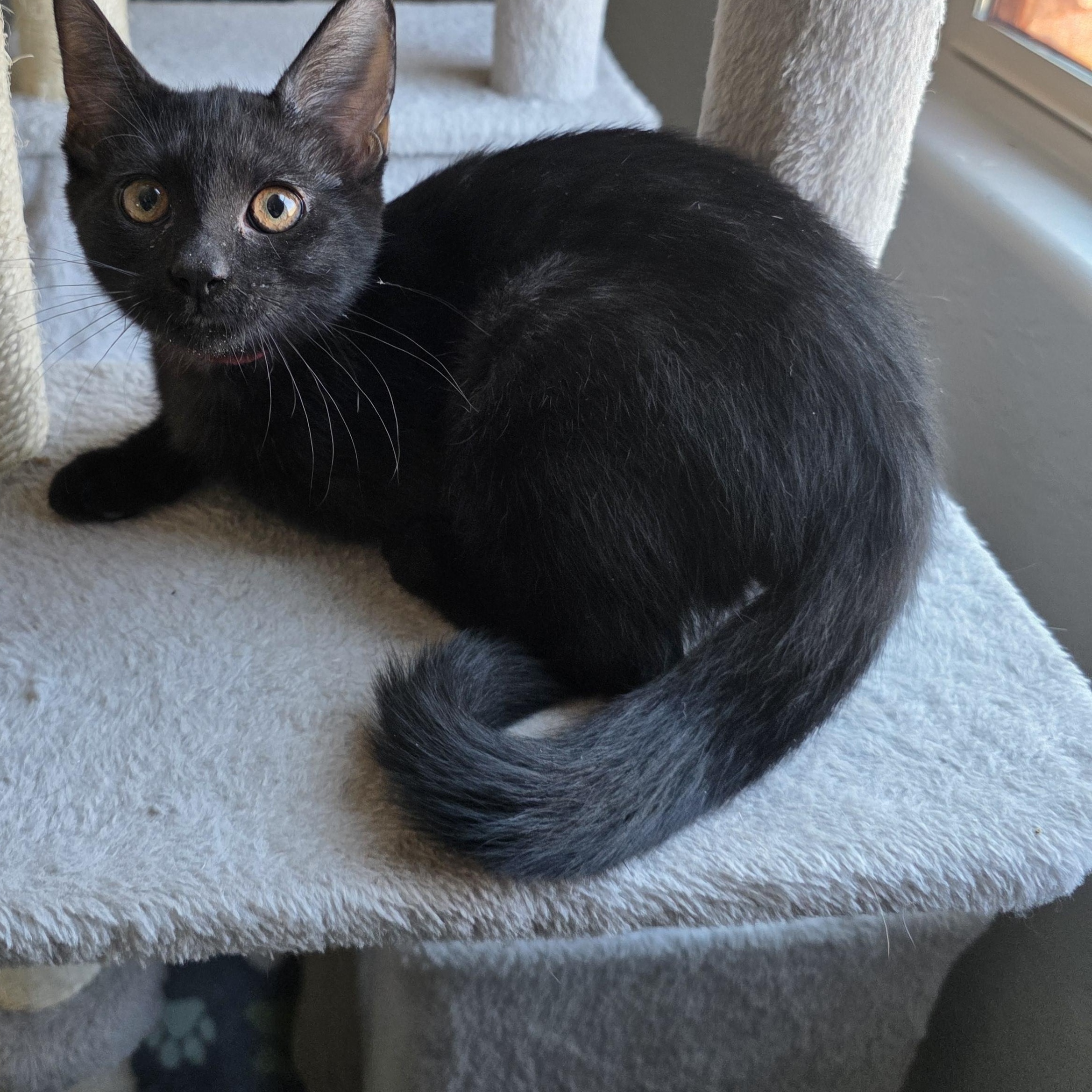 Enlarge Vigo, a Adoptable Domestic Short Hair in Litchfield Park, AZ image 3/4