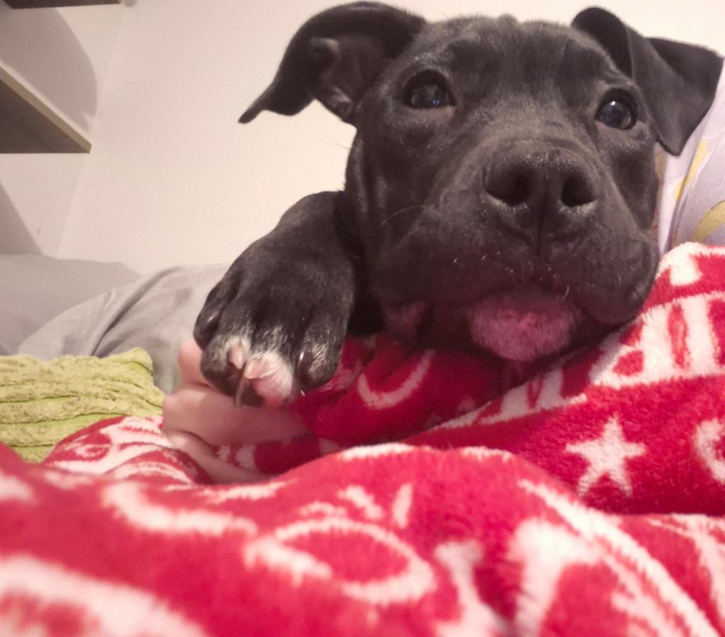 Ankle "socks, Adoptable, Puppy Female Mixed Breed.