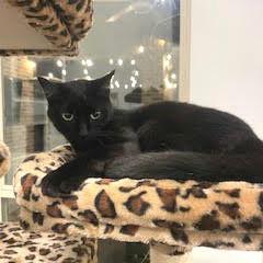 Yeva, Adoptable, Adult Female Domestic Short Hair.