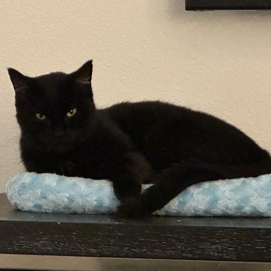 Enlarge Yeva, a Adoptable Domestic Short Hair in Dallas, TX image 2/3