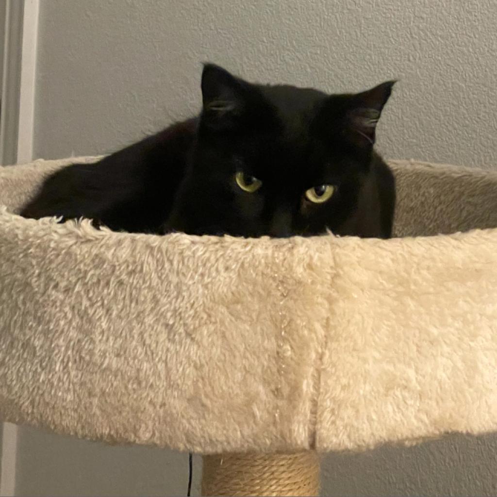 Enlarge Yeva, a Adoptable Domestic Short Hair in Dallas, TX image 3/3