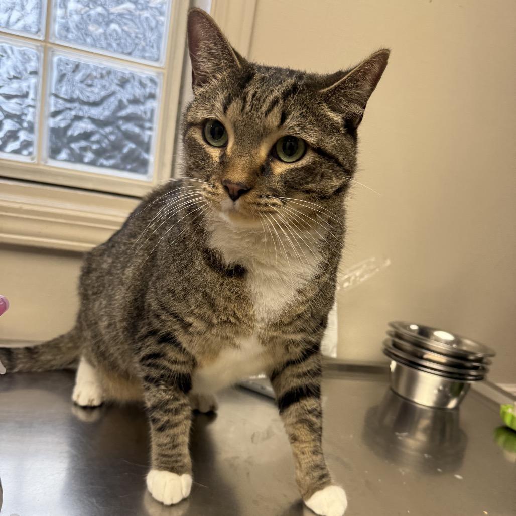 Kibo — thumbnail 2