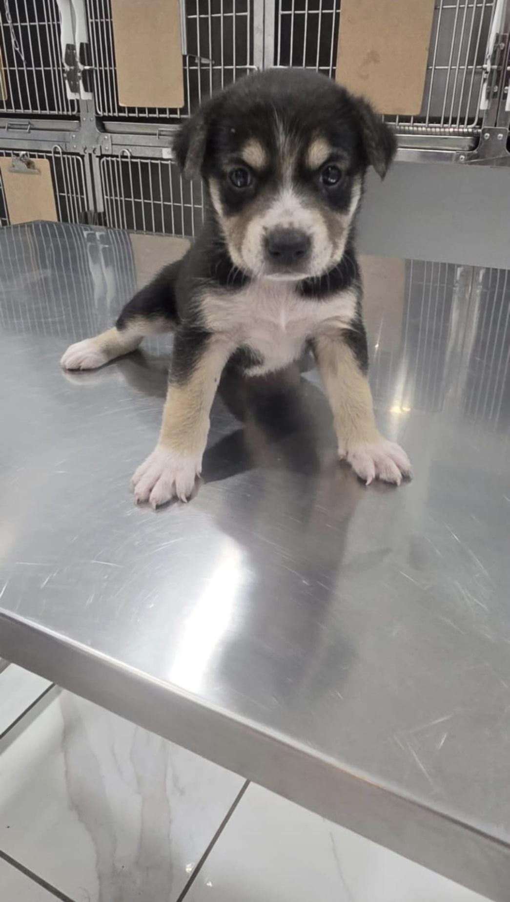 Enlarge Suzy, a Adopted Mixed Breed in Orlando, FL image 2/3