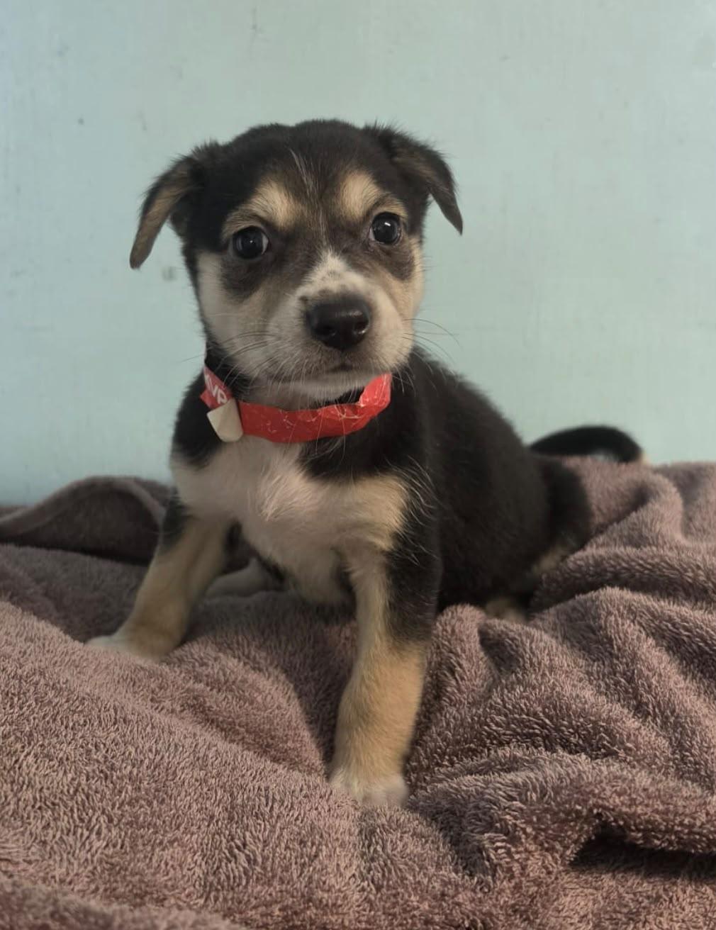 Suzy, Adopted, Puppy Female Mixed Breed.
