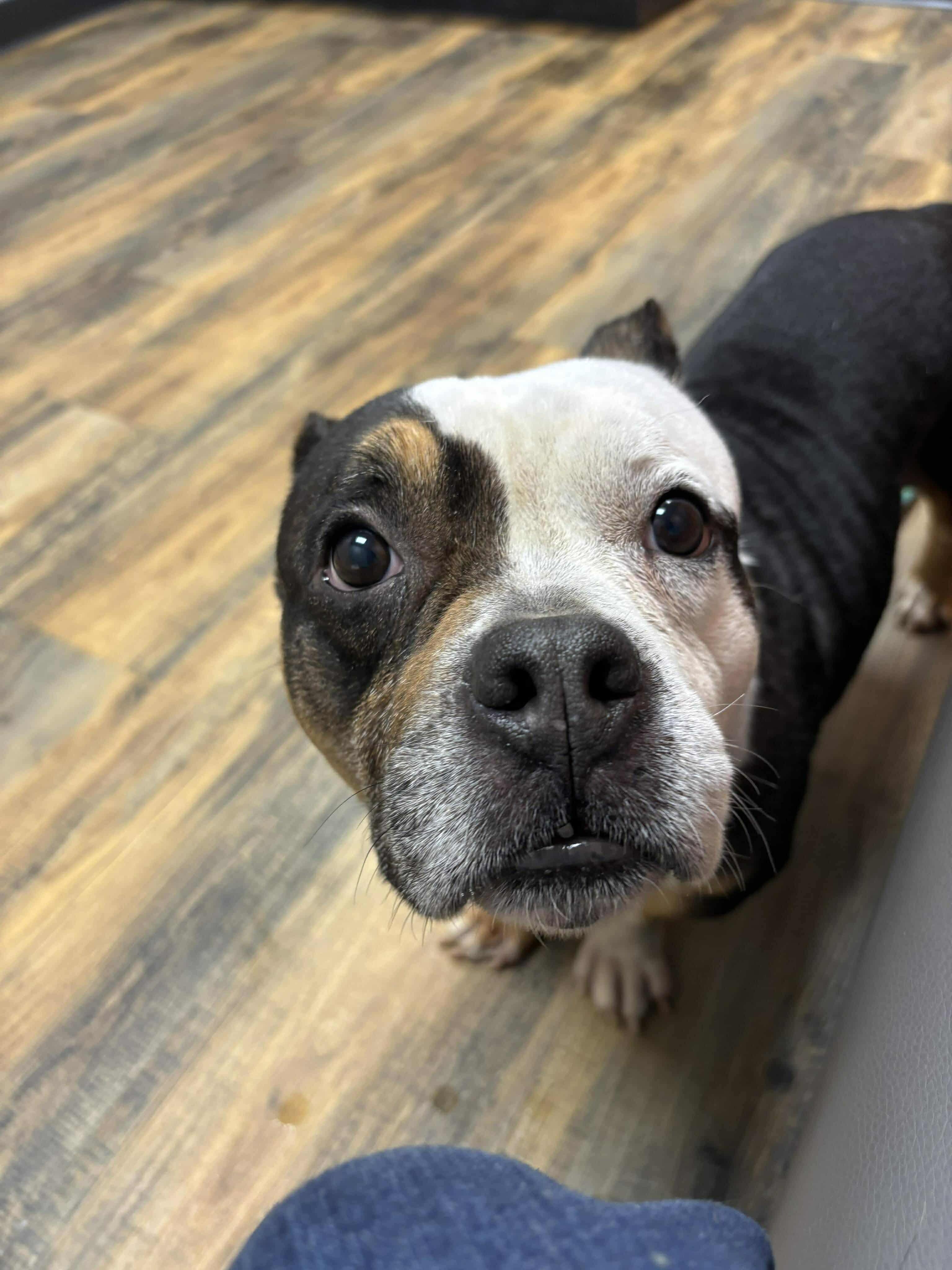 Allie, a ADOPTABLE mixed breed in Lexington, KY image 1/2