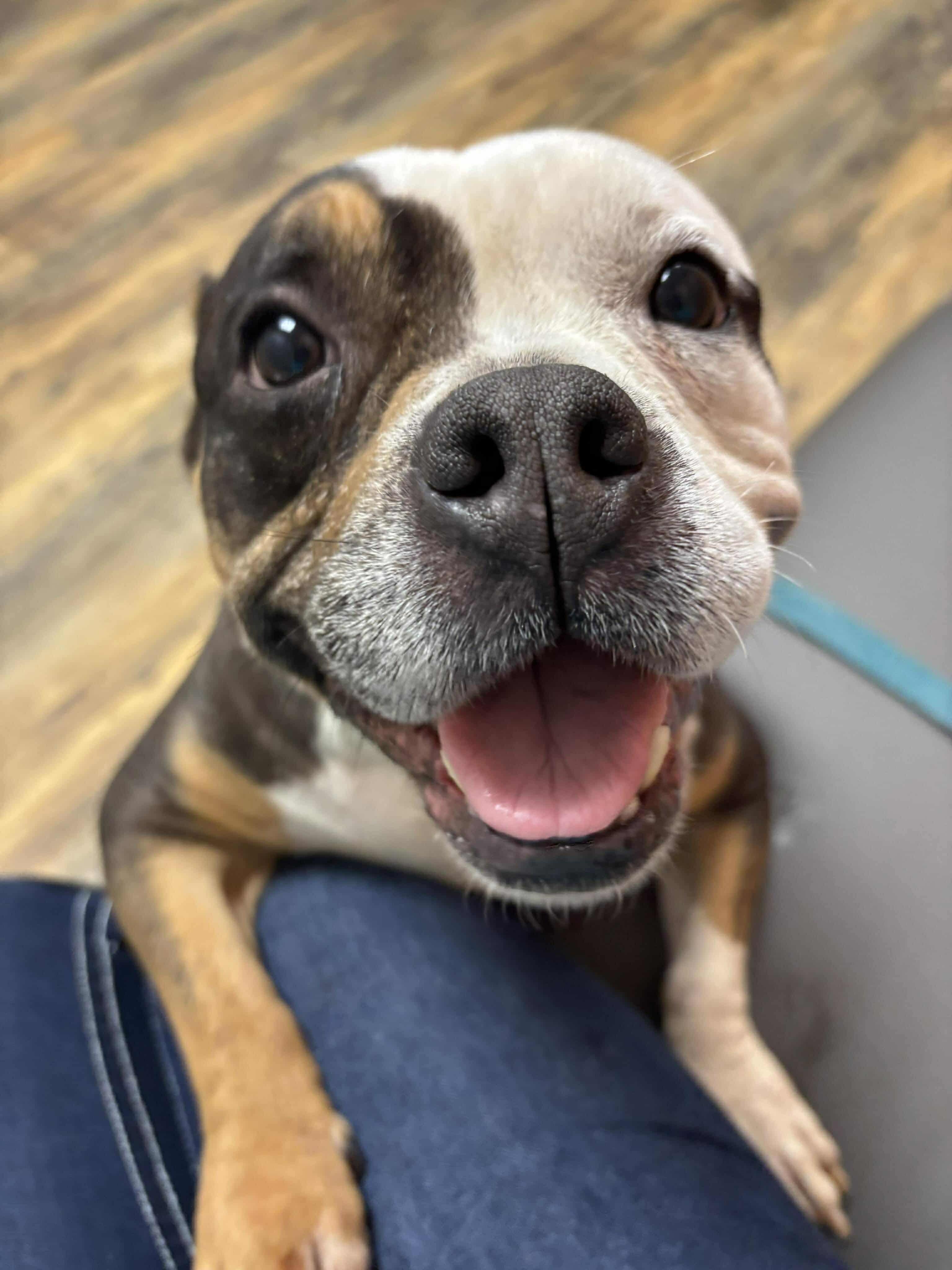 Allie, a ADOPTABLE mixed breed in Lexington, KY image 2/2