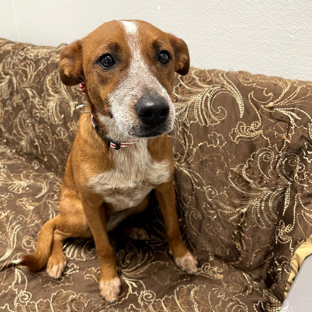 Enlarge Jacey, a ADOPTABLE mixed breed in Monticello, IA image 2/6