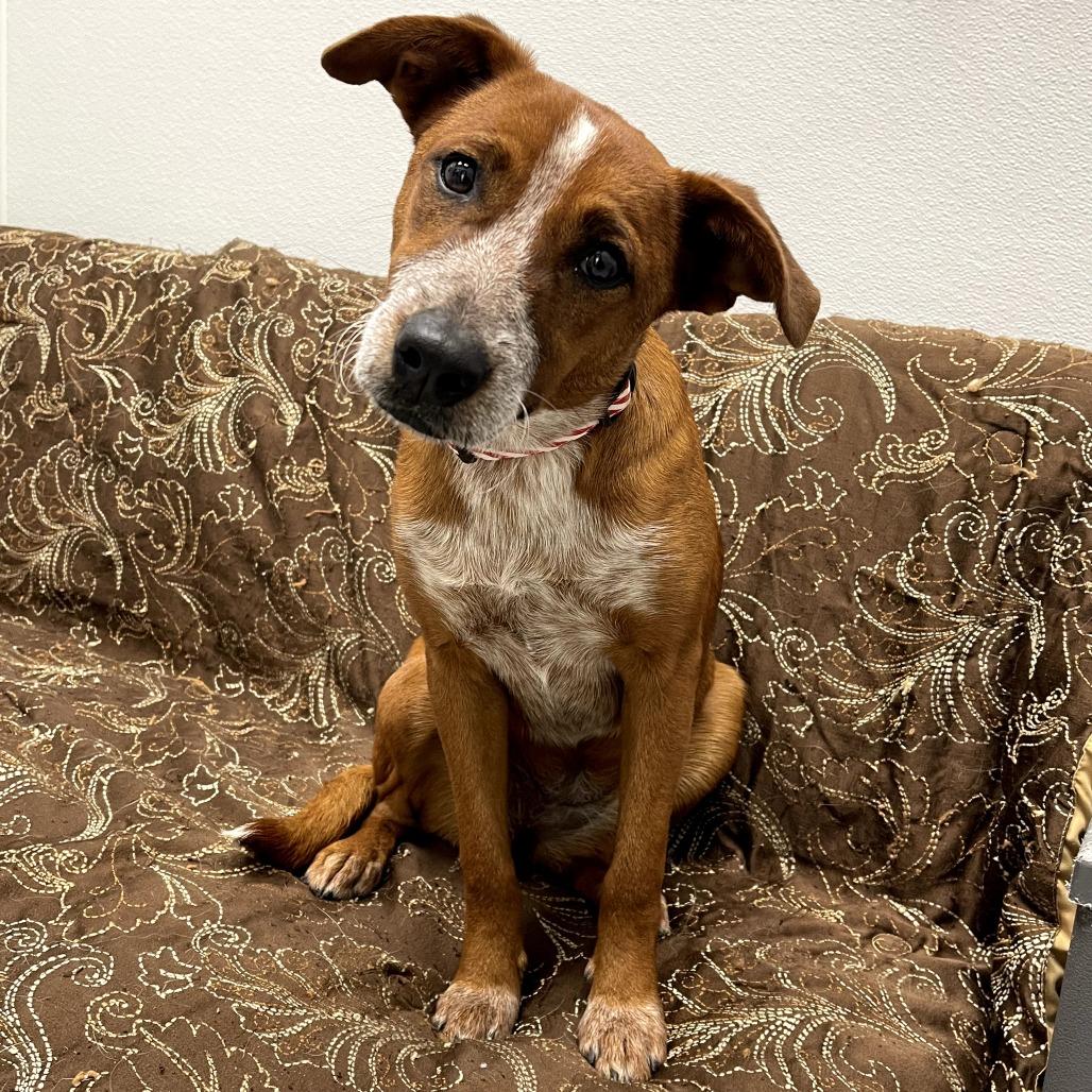 Enlarge Jacey, a ADOPTABLE mixed breed in Monticello, IA image 1/6