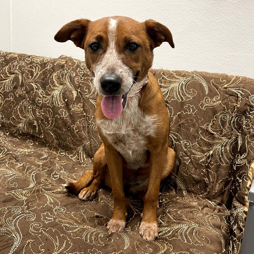 Enlarge Jacey, a ADOPTABLE mixed breed in Monticello, IA image 6/6