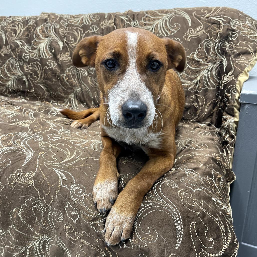 Enlarge Jacey, a ADOPTABLE mixed breed in Monticello, IA image 5/6