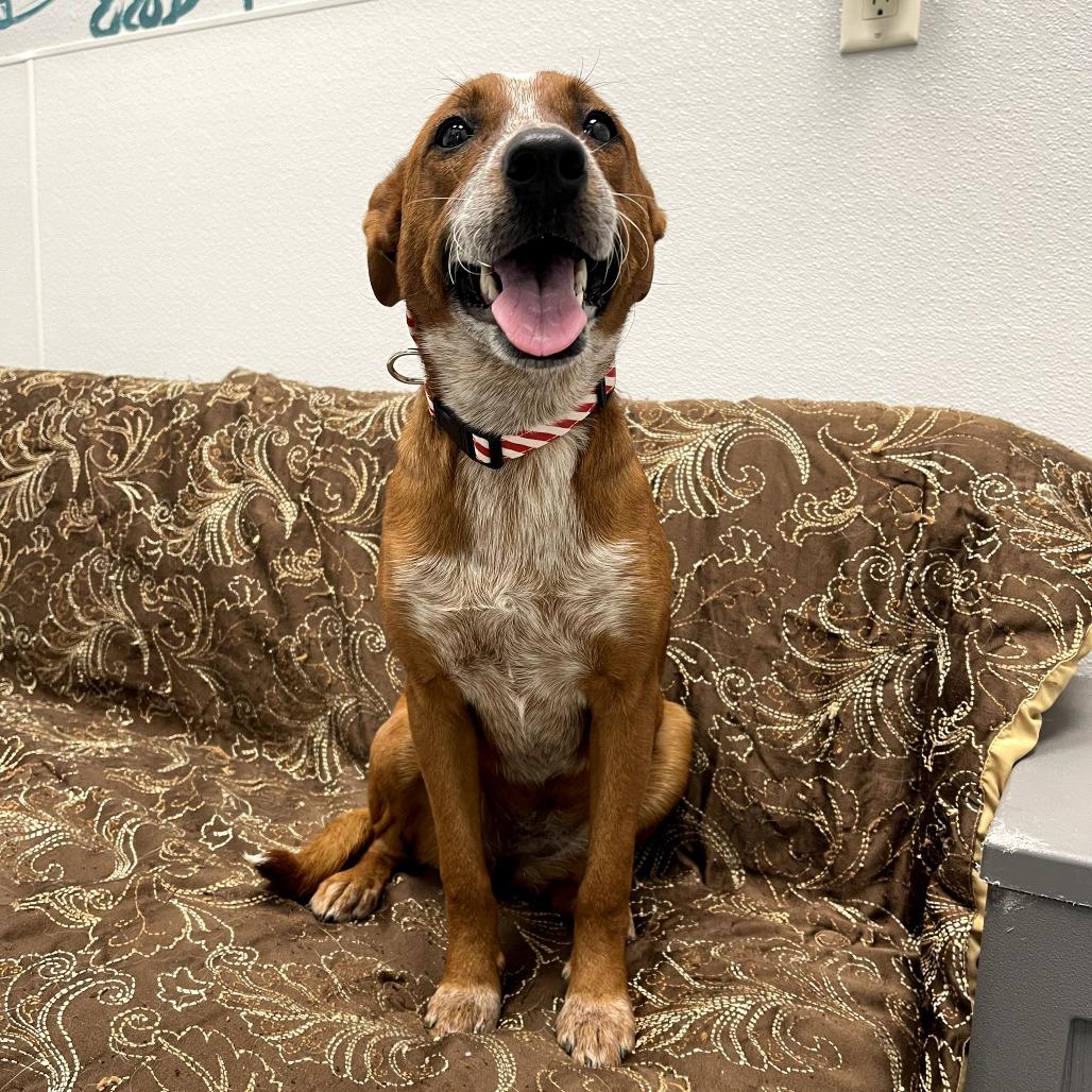 Enlarge Jacey, a ADOPTABLE mixed breed in Monticello, IA image 3/6