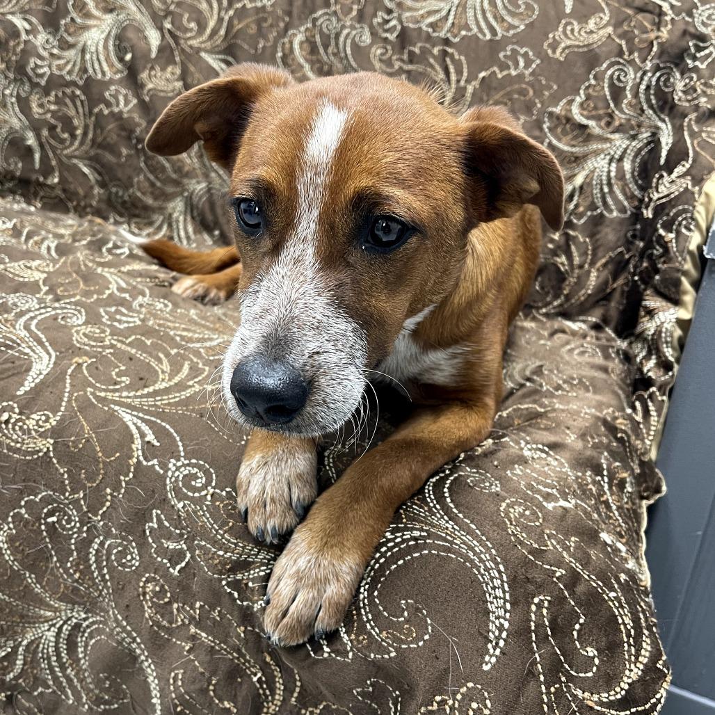 Enlarge Jacey, a ADOPTABLE mixed breed in Monticello, IA image 4/6