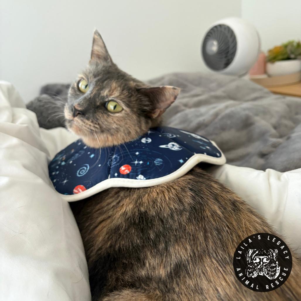 Enlarge Tamarillo, a Adoptable Domestic Short Hair in Washington, DC image 1/4