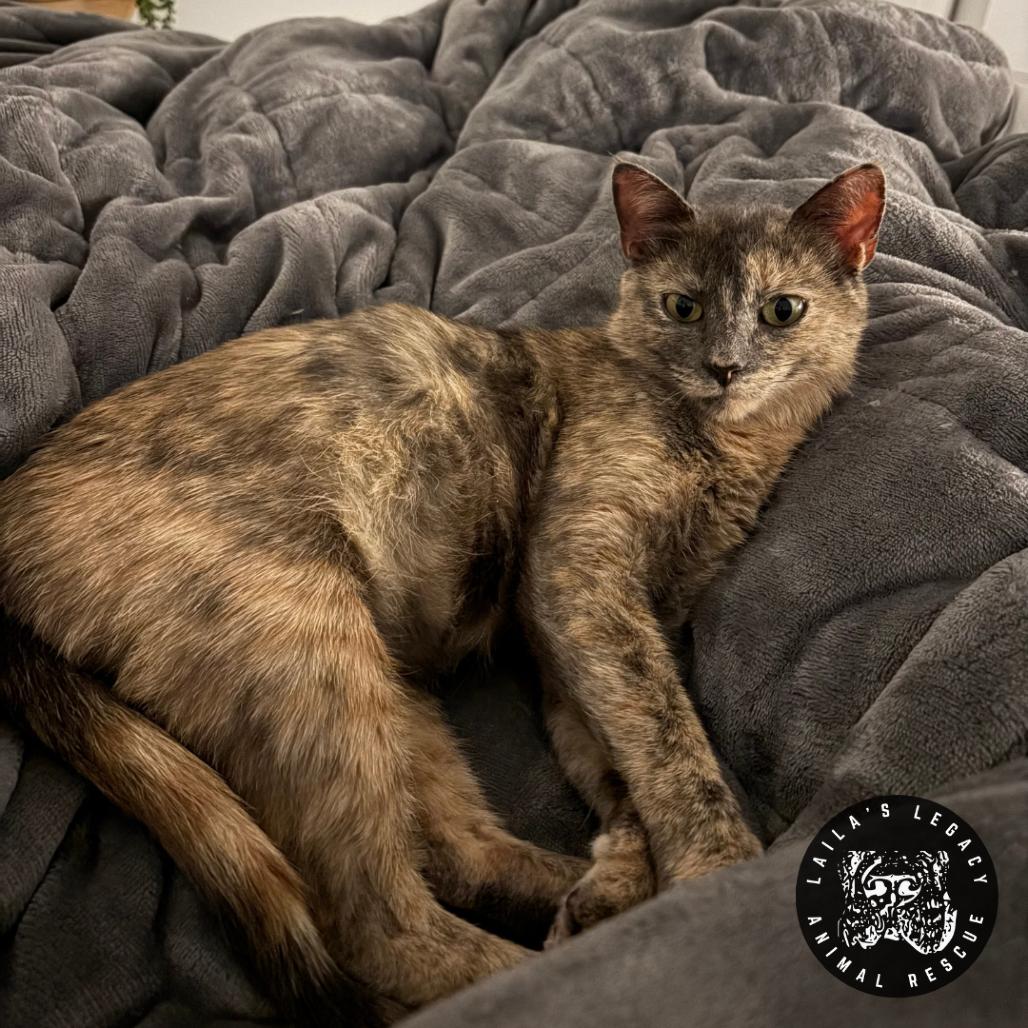 Tamarillo, Adoptable, Young Female Domestic Short Hair.