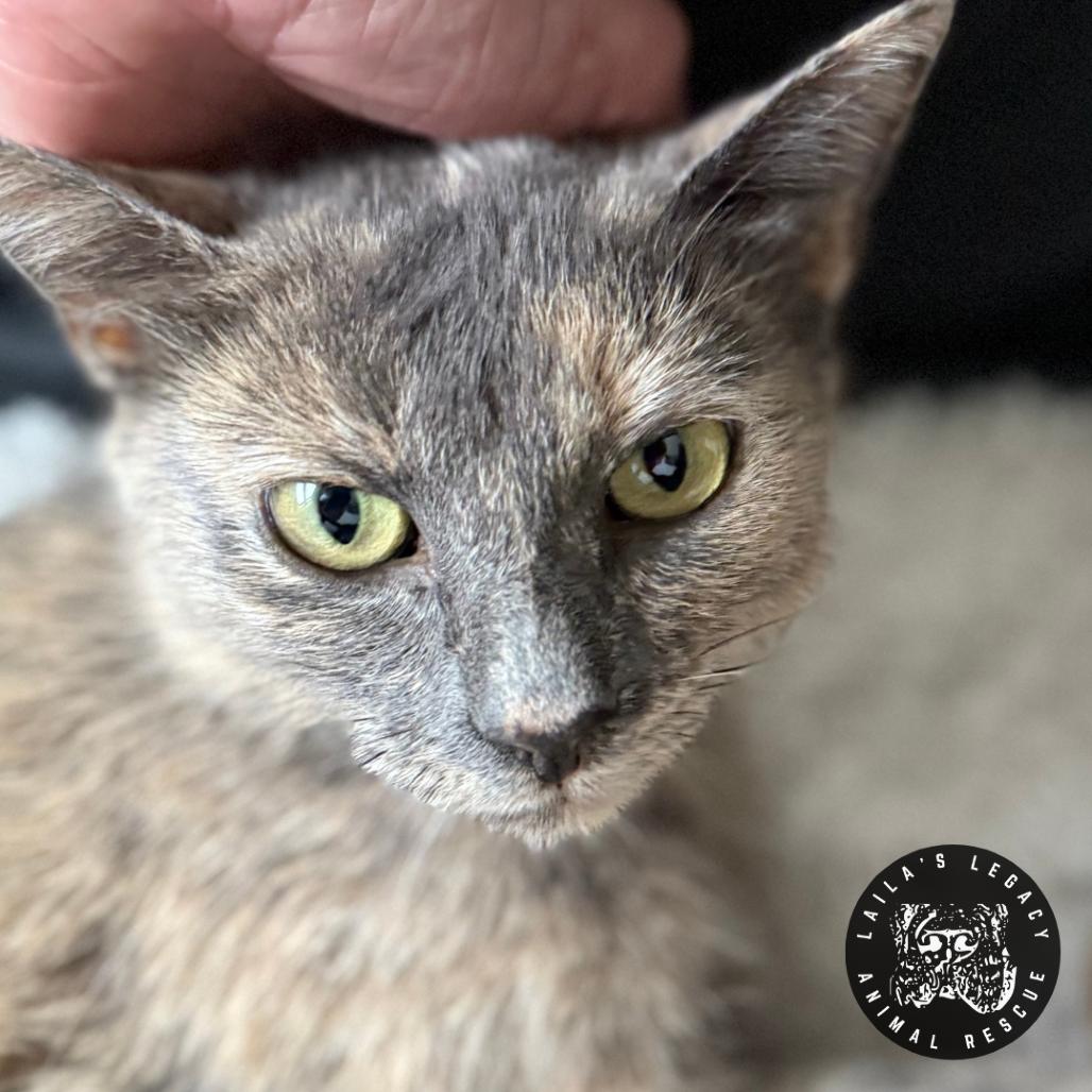 Enlarge Tamarillo, a Adoptable Domestic Short Hair in Washington, DC image 2/4