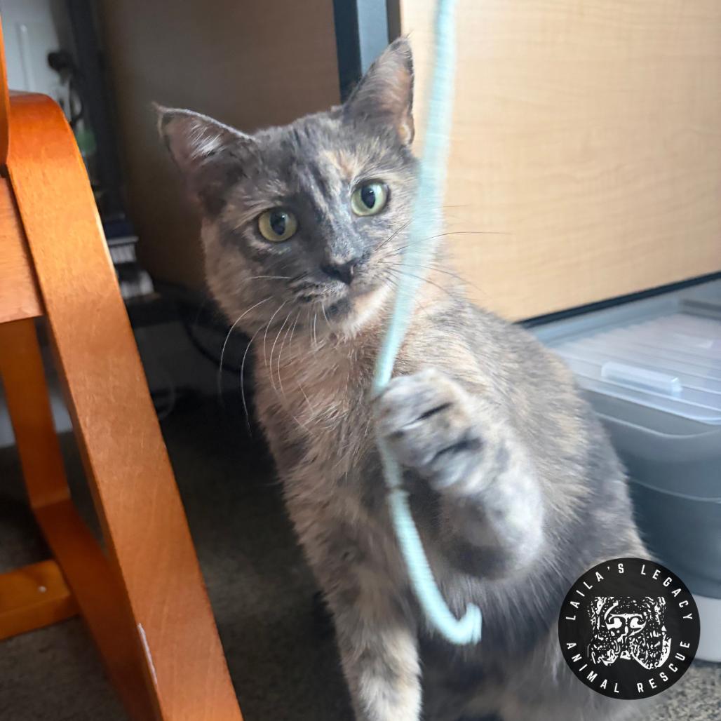 Enlarge Tamarillo, a Adoptable Domestic Short Hair in Washington, DC image 3/4