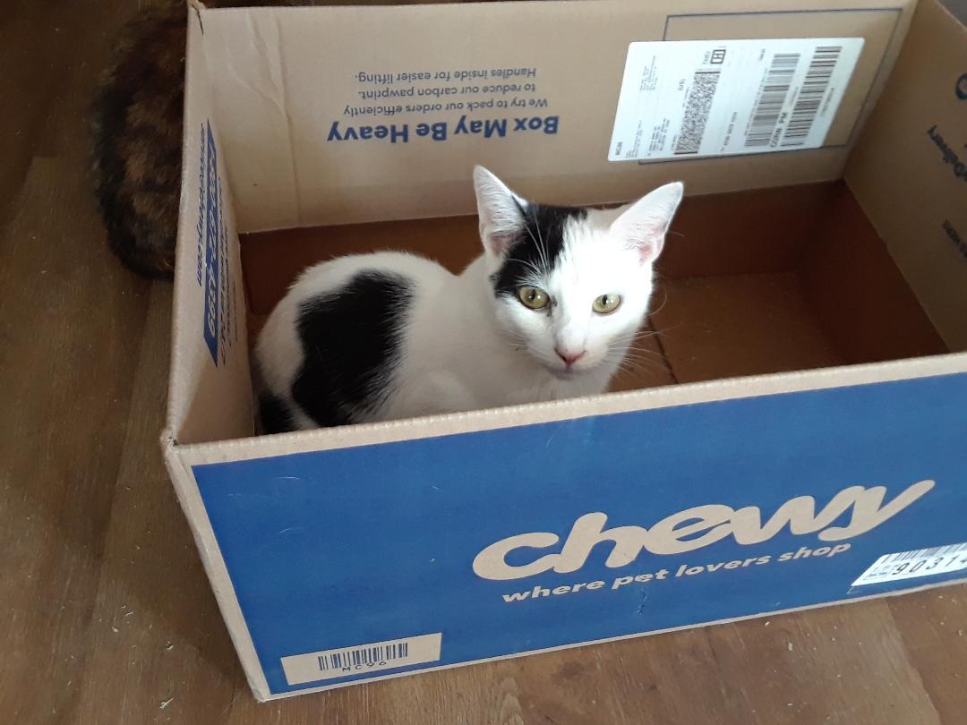 Workin' for the Weekend, Adoptable, Adult Female Domestic Short Hair.