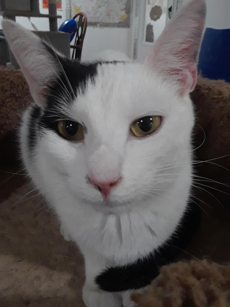 Workin' for the Weekend, a Adoptable Domestic Short Hair in Millerton, PA image 4/6