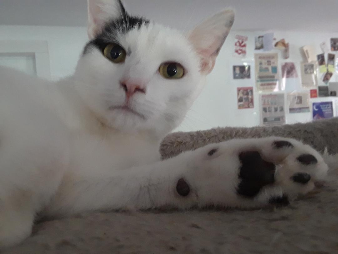 Workin' for the Weekend, Adoptable, Adult Female Domestic Short Hair.