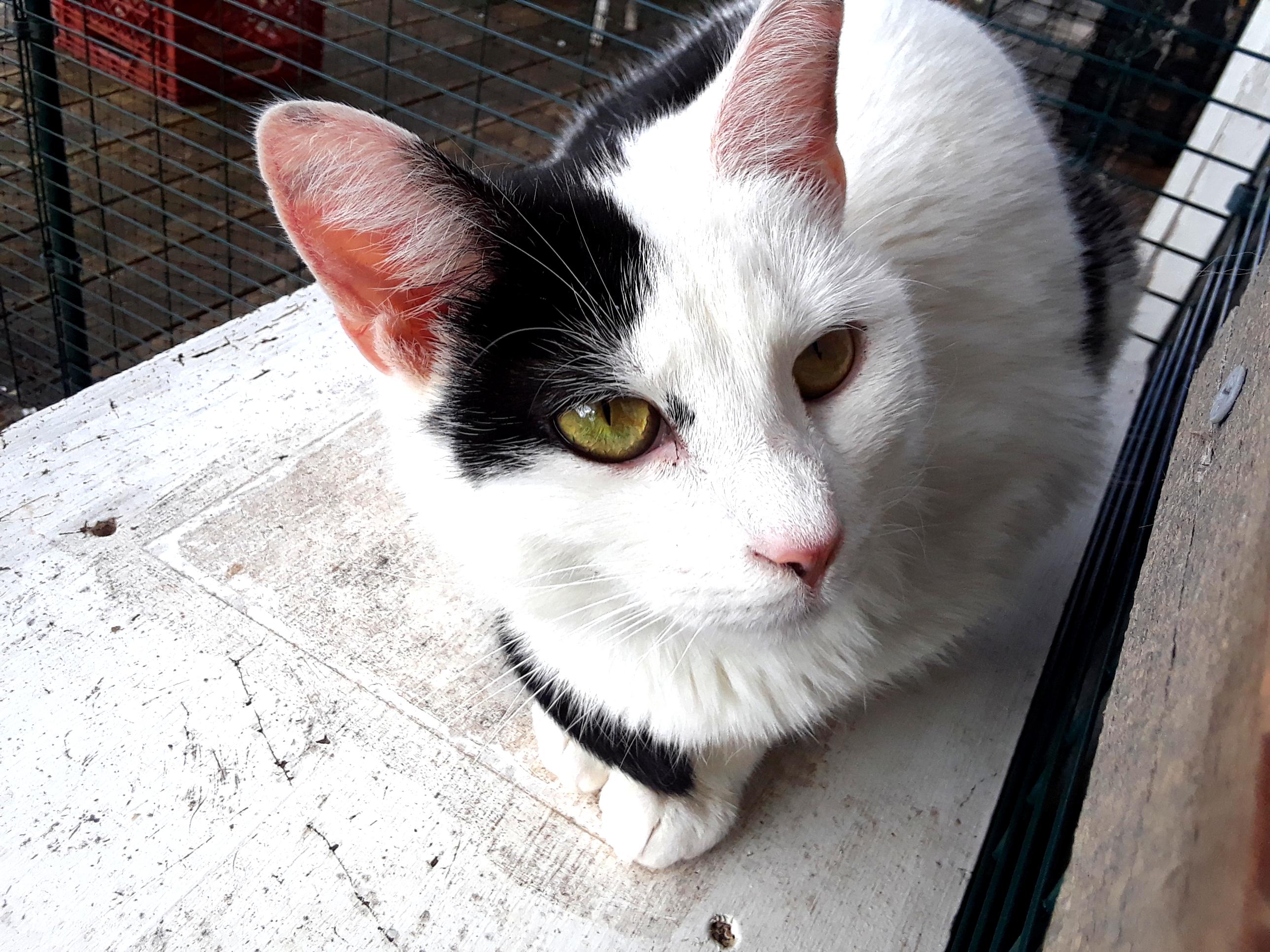 Enlarge Workin' for the Weekend, a Adoptable Domestic Short Hair in Millerton, PA image 3/6