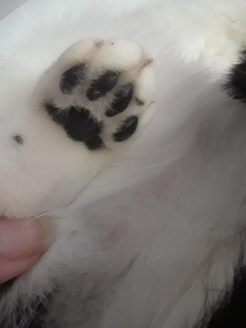 Workin' for the Weekend, a Adoptable Domestic Short Hair in Millerton, PA image 6/6