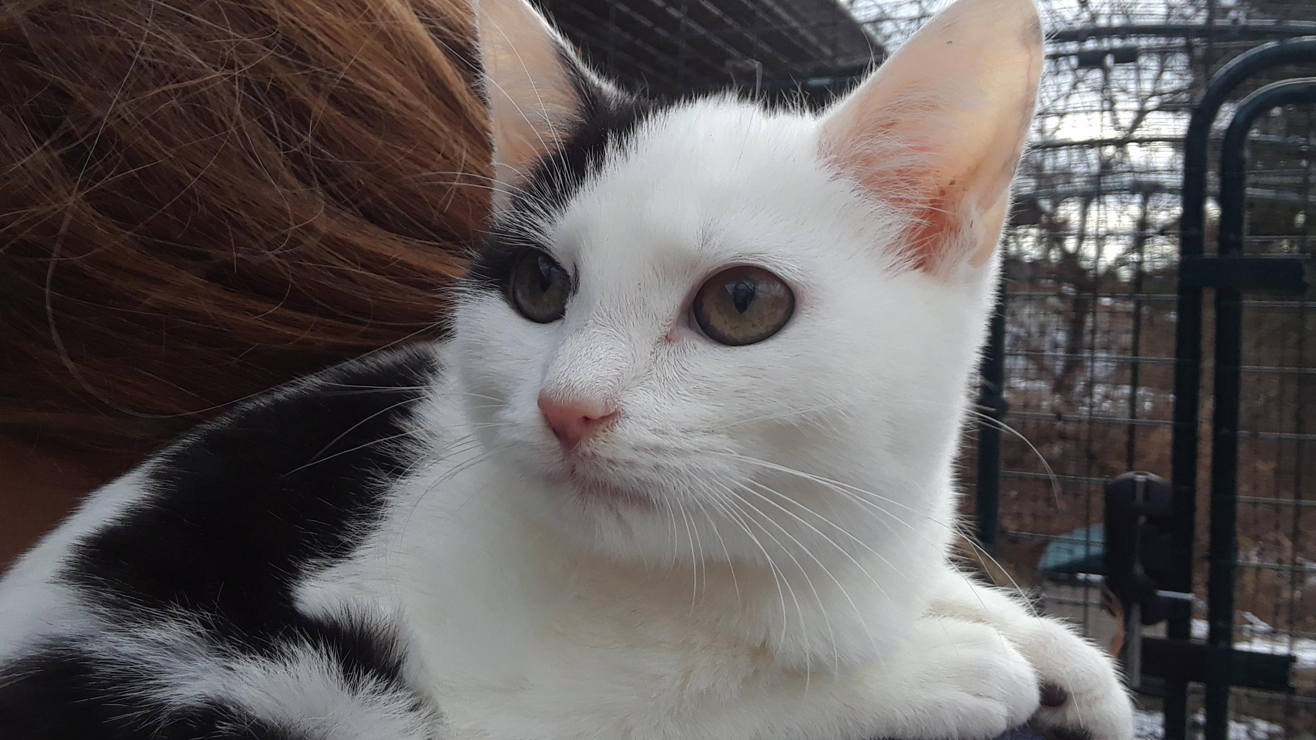 Workin' for the Weekend, Baby Female Domestic Short Hair