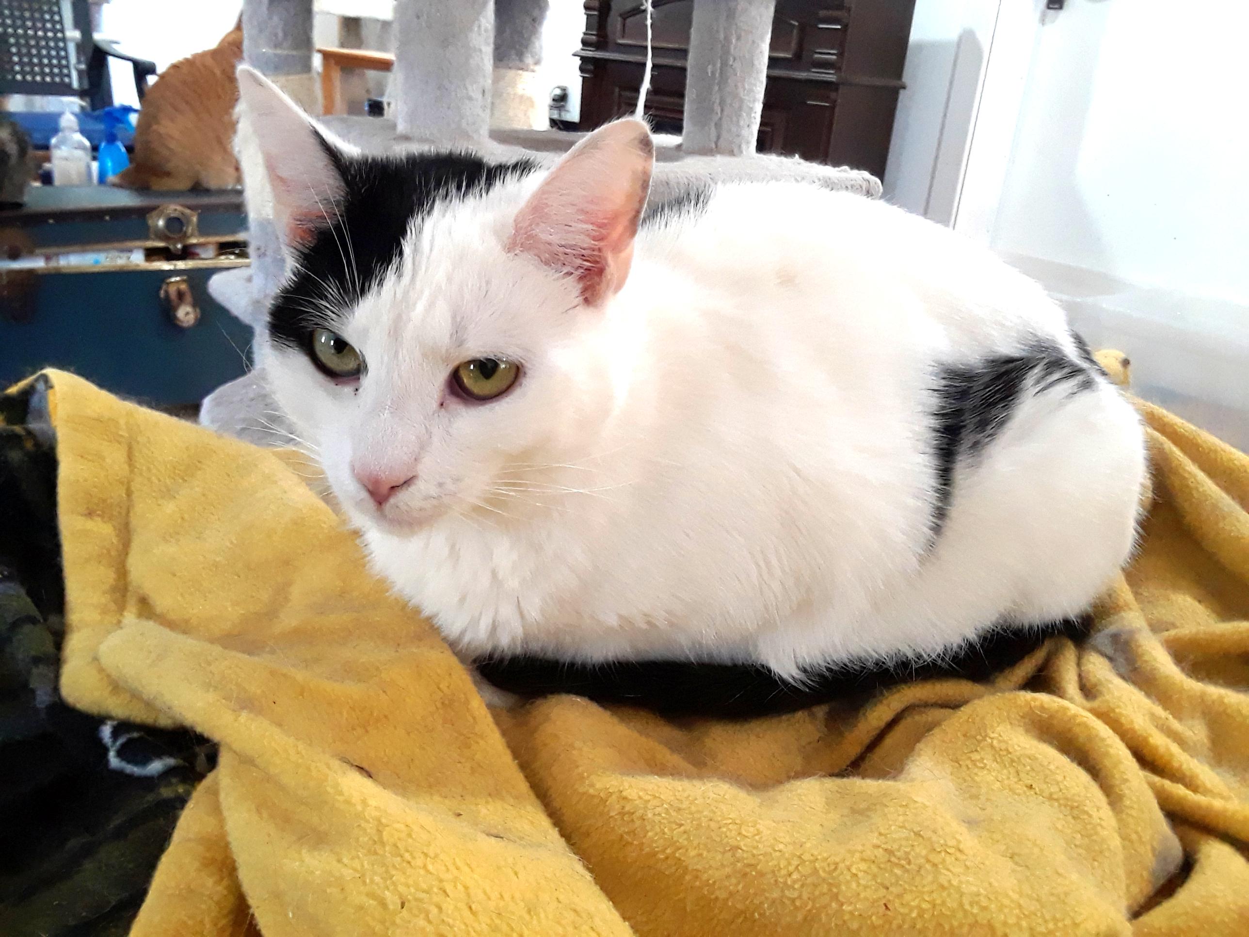 Enlarge Workin' for the Weekend, a Adoptable Domestic Short Hair in Millerton, PA image 4/6
