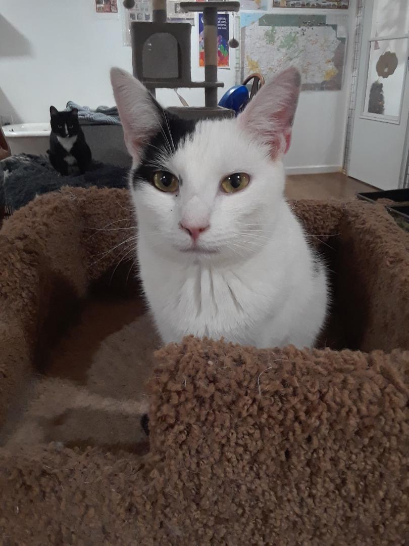 Workin' for the Weekend, a Adoptable Domestic Short Hair in Millerton, PA image 3/6