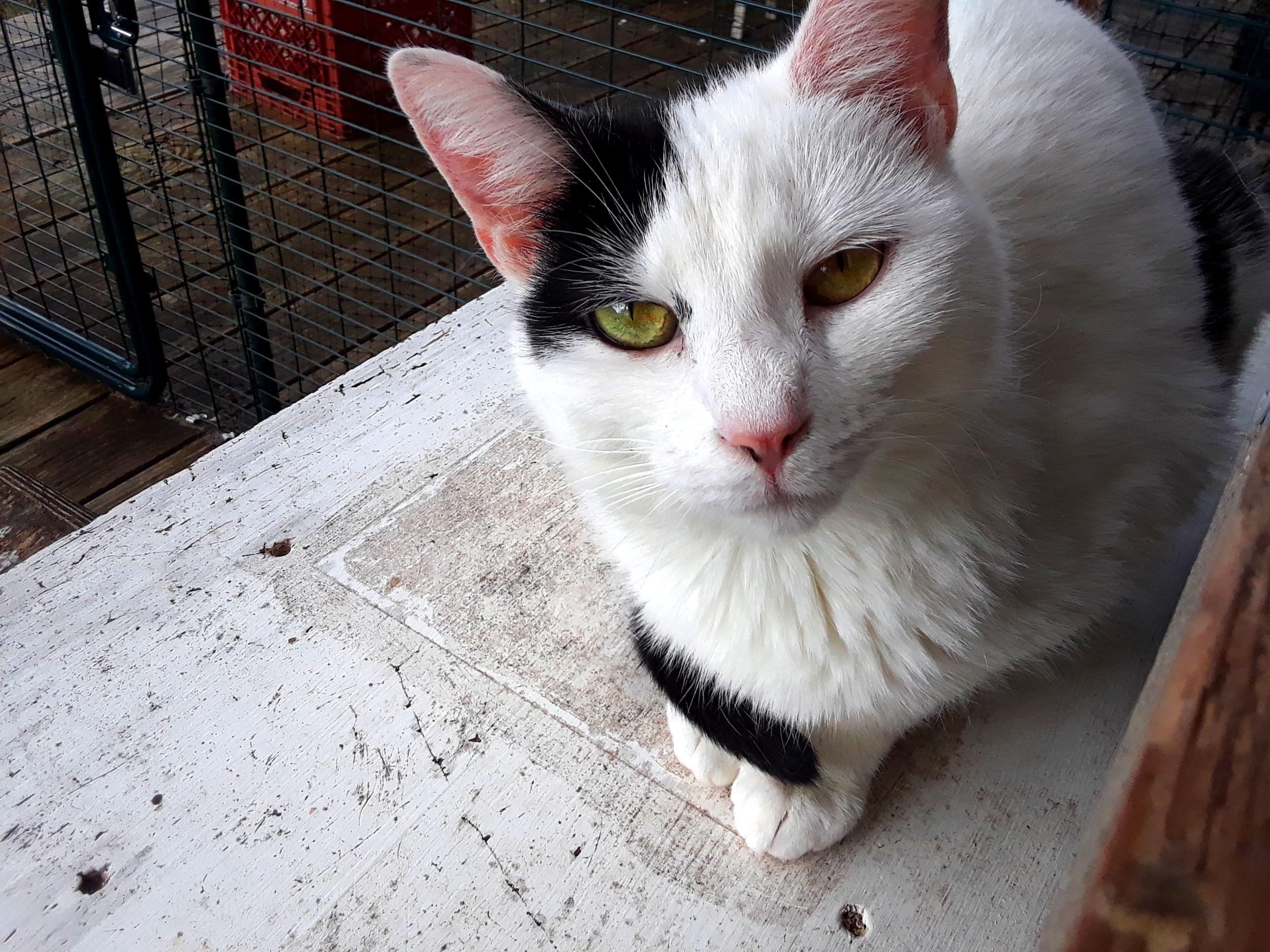 Enlarge Workin' for the Weekend, a Adoptable Domestic Short Hair in Millerton, PA image 2/6
