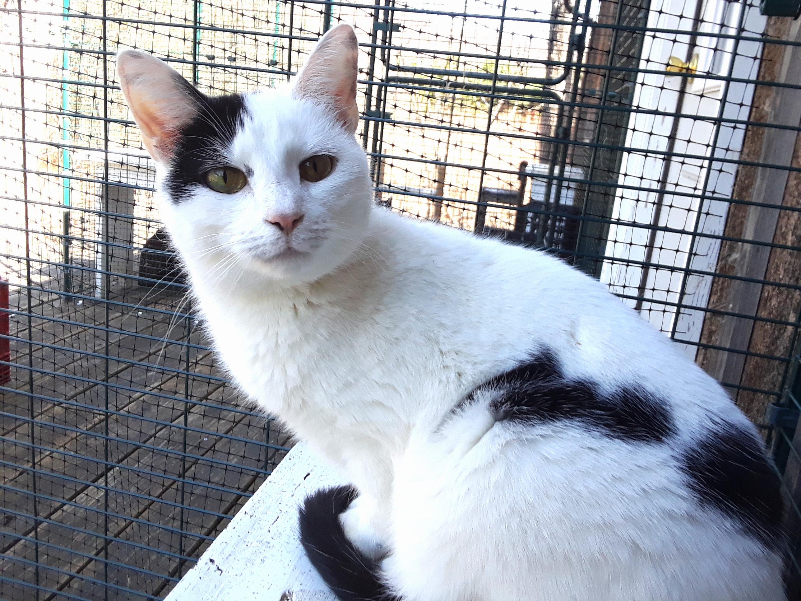 Enlarge Workin' for the Weekend, a Adoptable Domestic Short Hair in Millerton, PA image 6/6