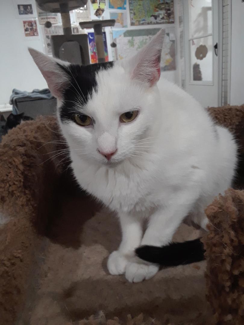 Workin' for the Weekend, a Adoptable Domestic Short Hair in Millerton, PA image 5/6