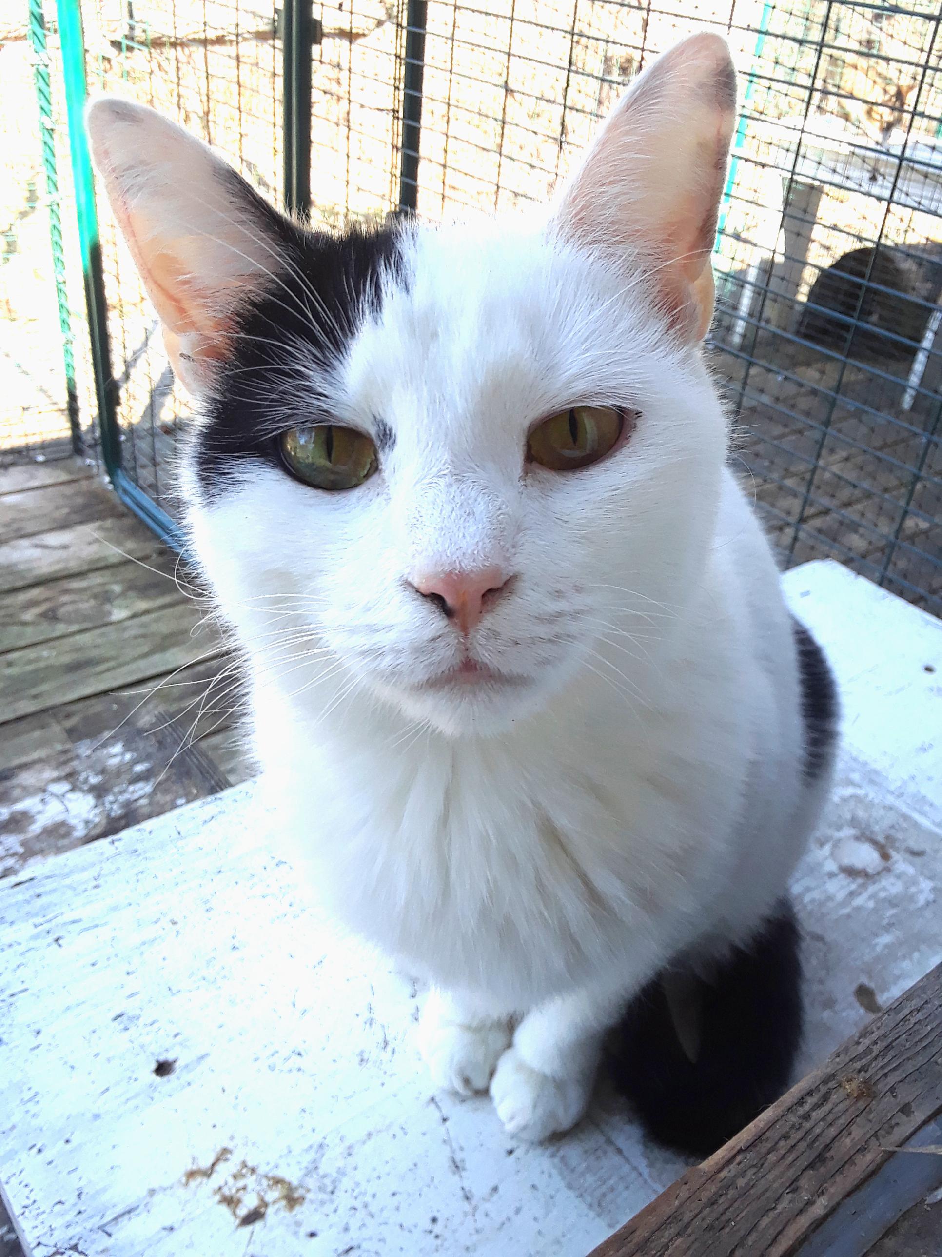 Workin' for the Weekend, Adoptable, Adult Female Domestic Short Hair.