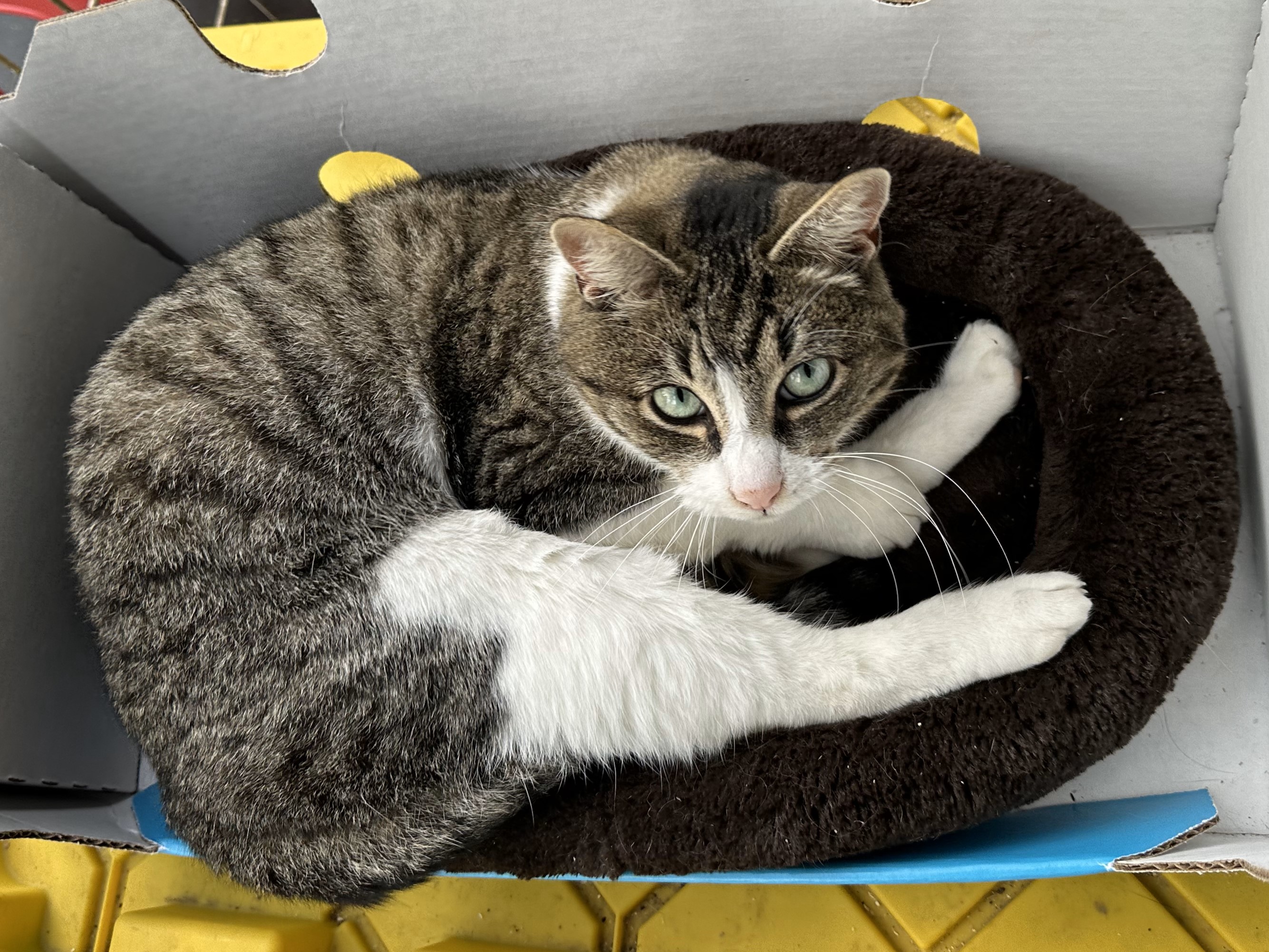 Wilma, Adopted, Adult Female Domestic Short Hair.