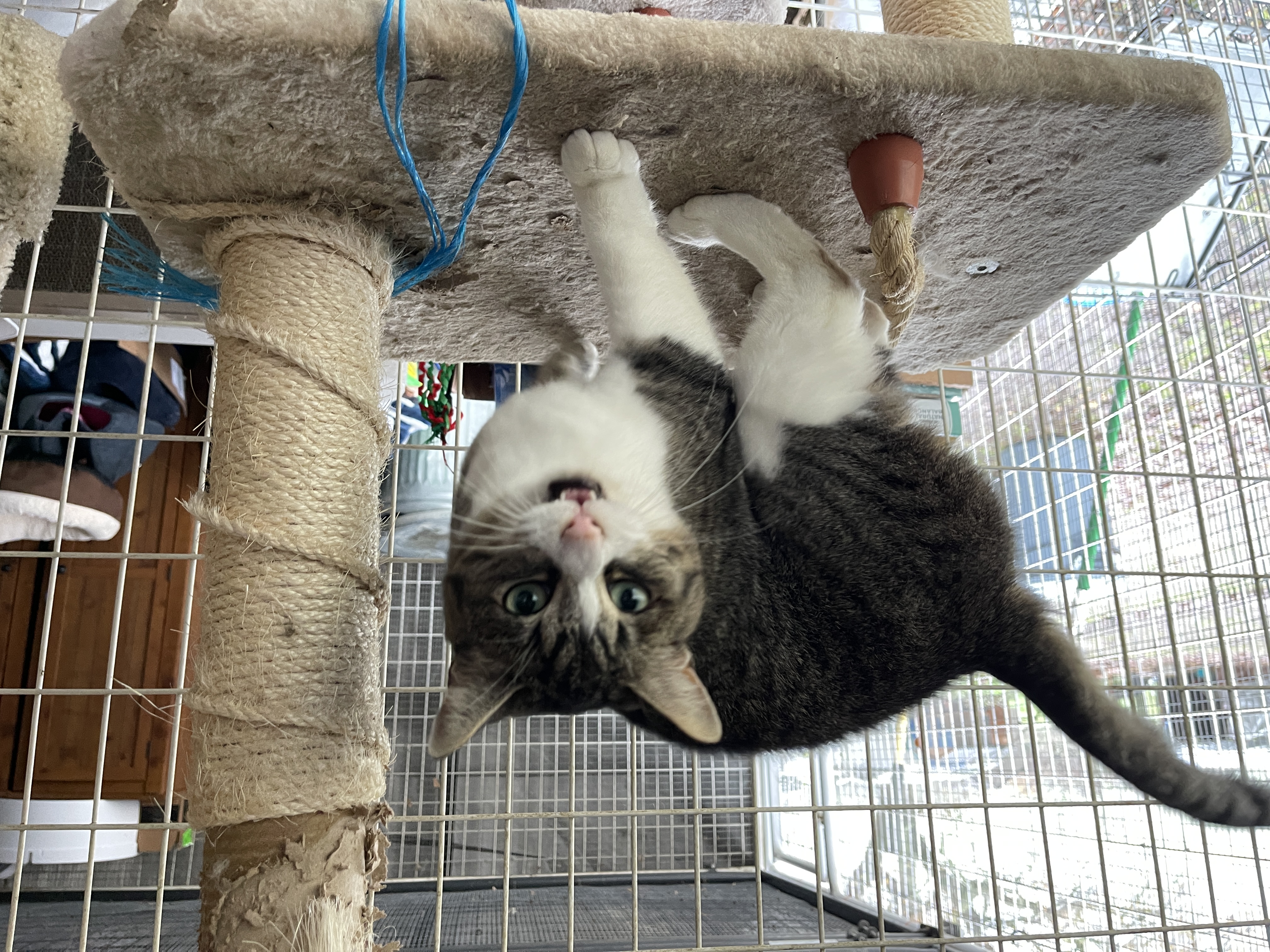 Enlarge Wilma, a Adopted Domestic Short Hair in Vacaville, CA image 2/4