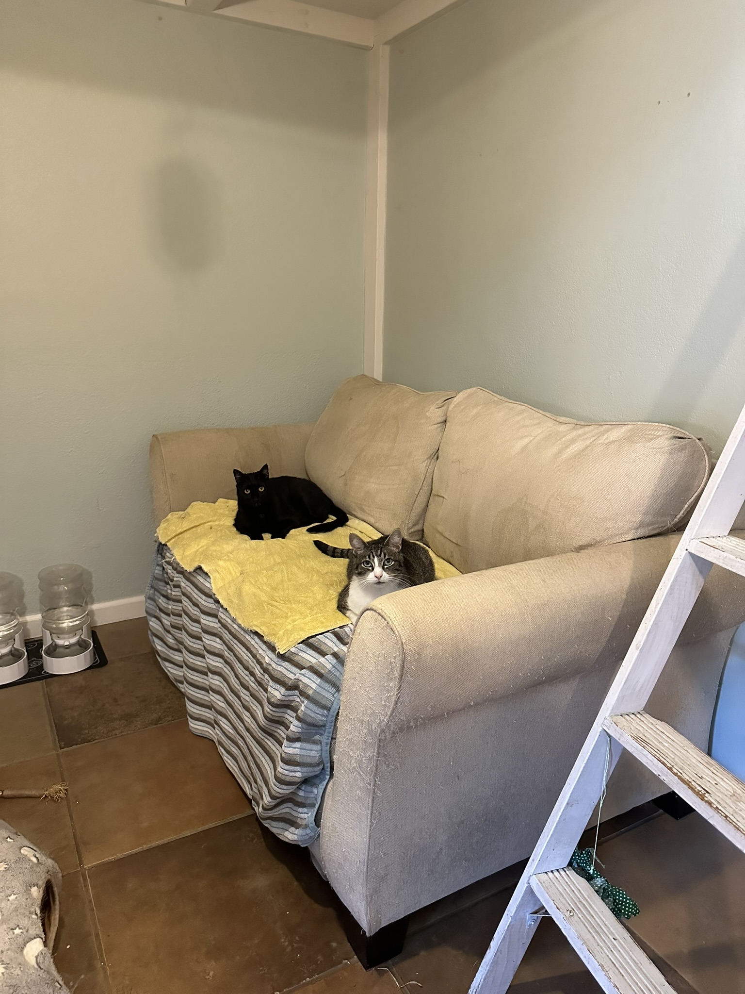 Enlarge Wilma, a Adopted Domestic Short Hair in Vacaville, CA image 3/4