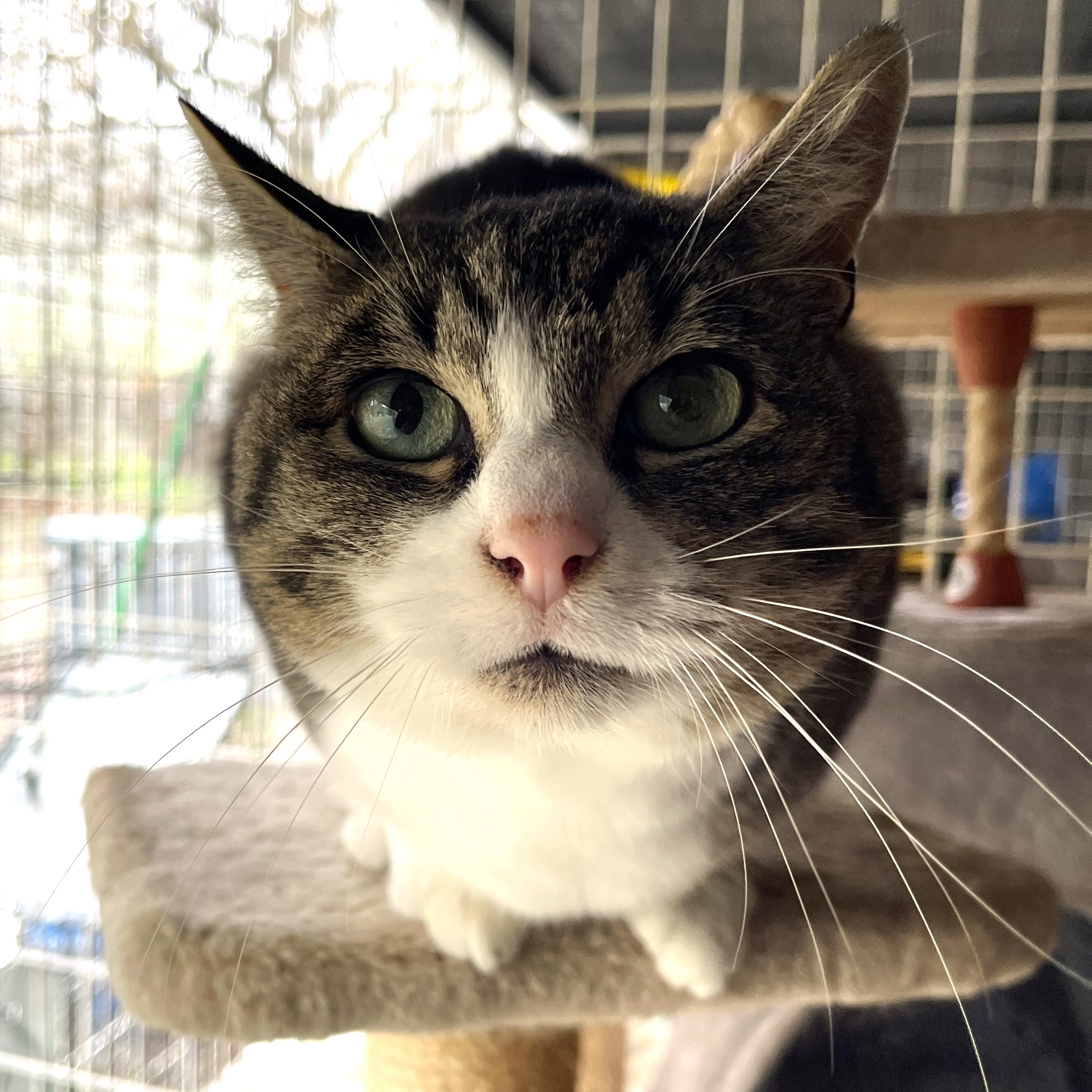 Enlarge Wilma, a Adopted Domestic Short Hair in Vacaville, CA image 4/4