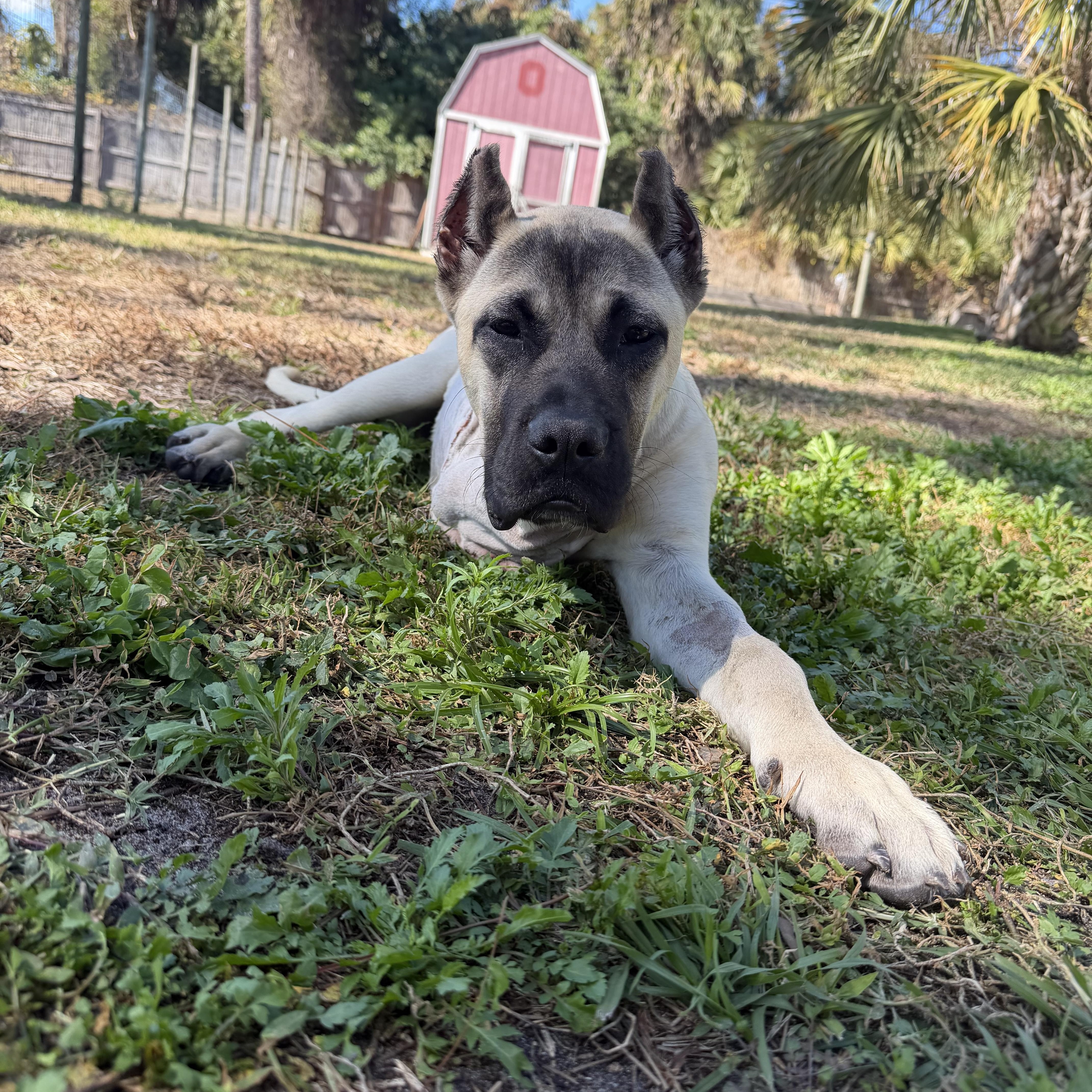 Enlarge Honcho , a ADOPTABLE Presa Canario in Naples, FL image 1/6