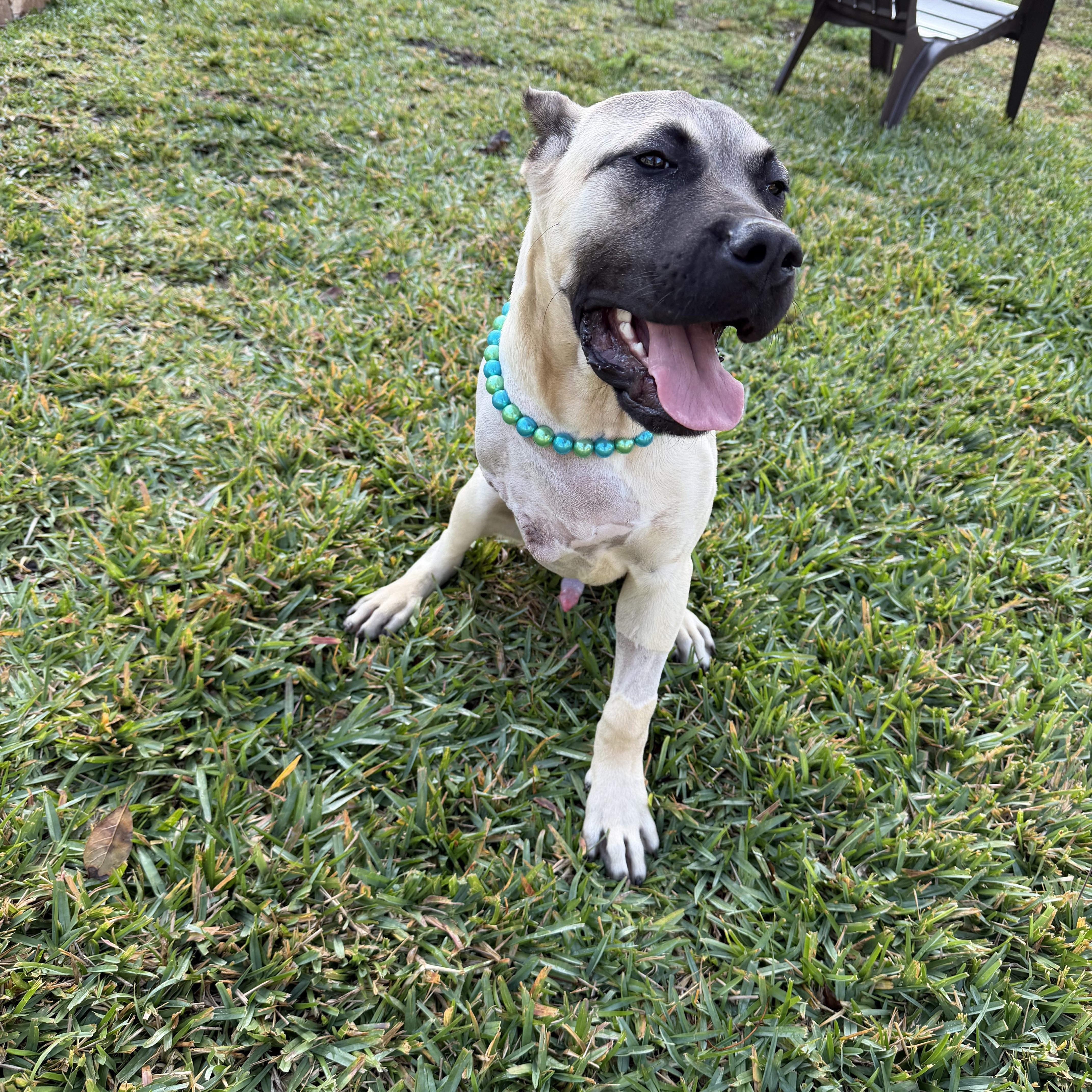Enlarge Honcho , a ADOPTABLE Presa Canario in Naples, FL image 4/6
