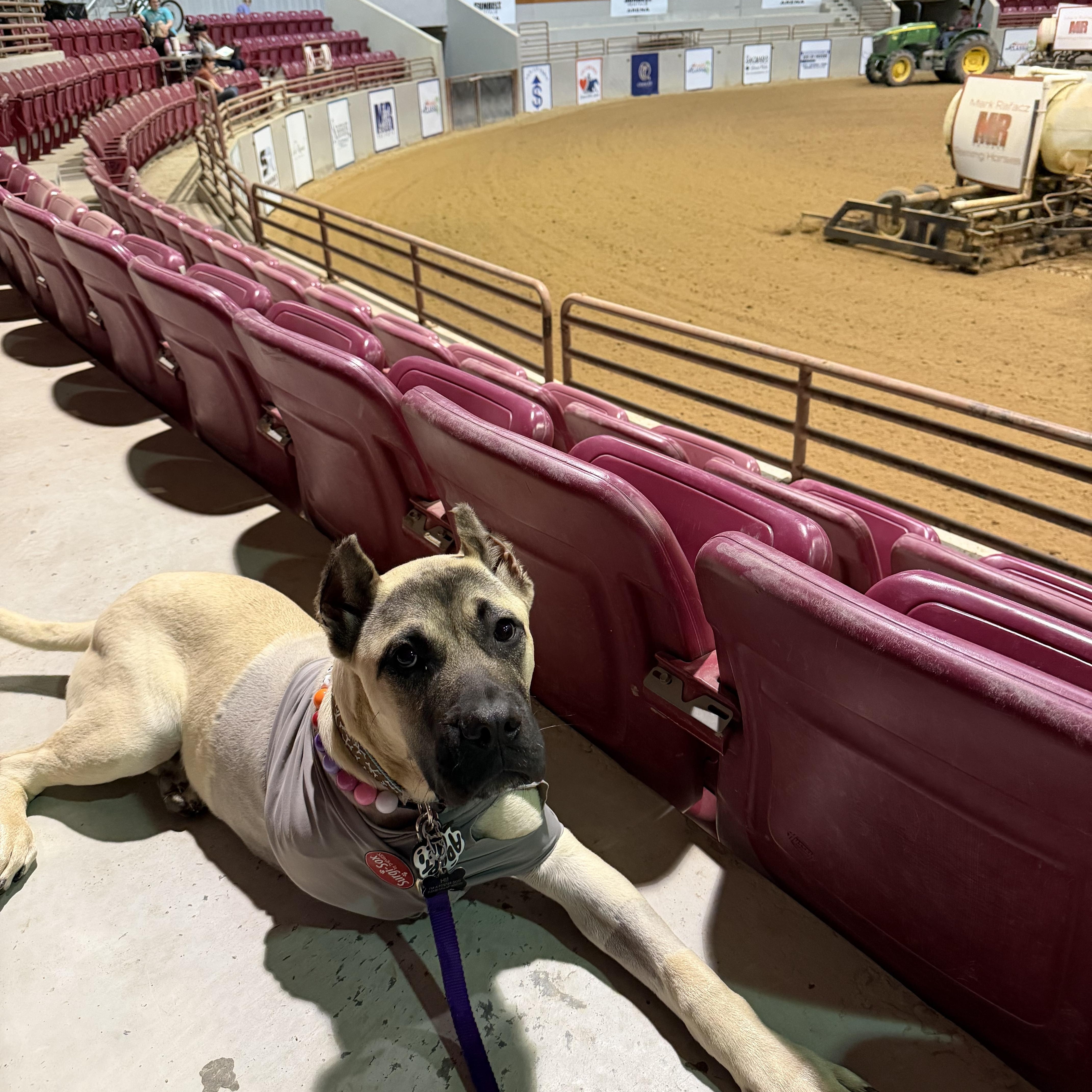 Enlarge Honcho , a ADOPTABLE Presa Canario in Naples, FL image 3/6