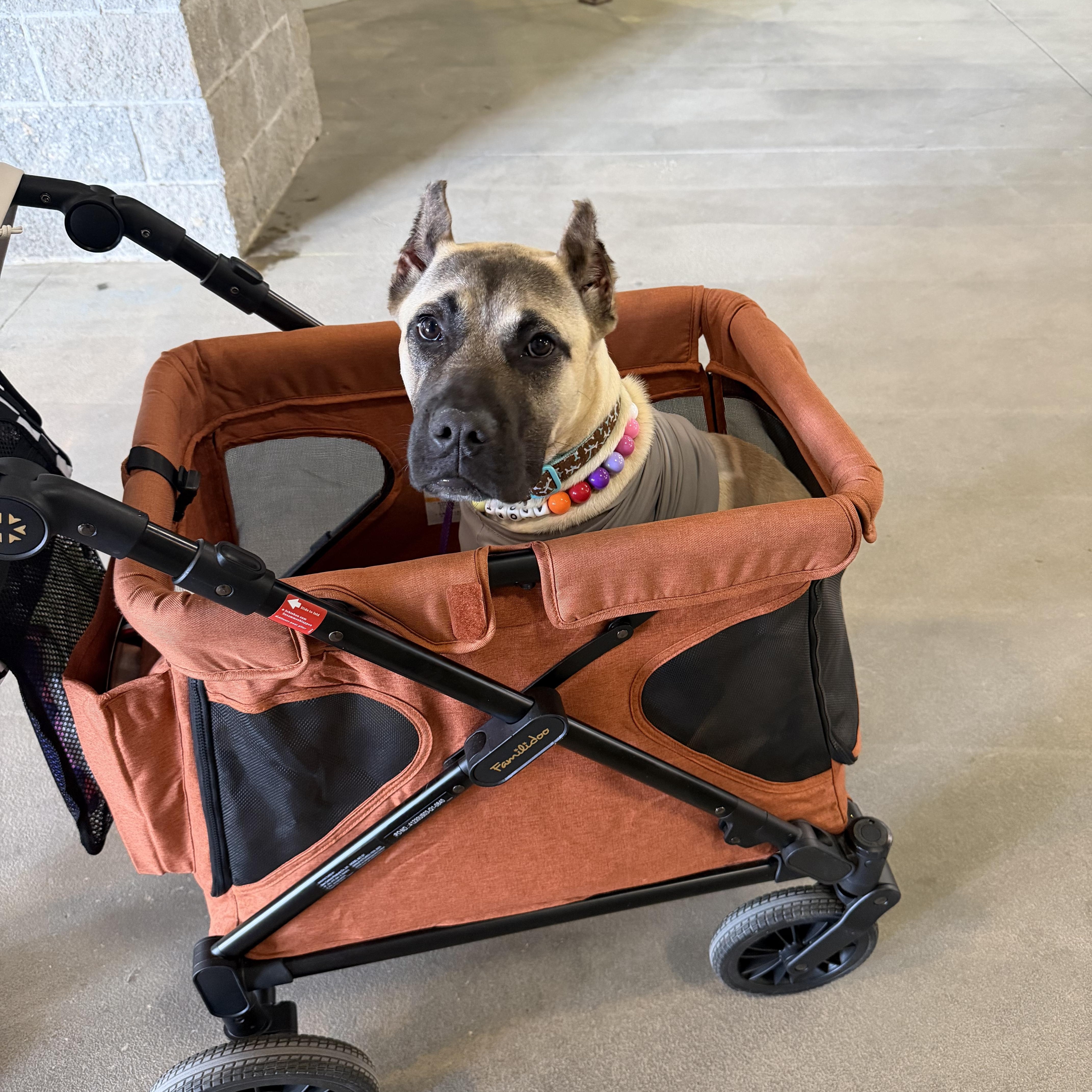 Enlarge Honcho , a ADOPTABLE Presa Canario in Naples, FL image 6/6