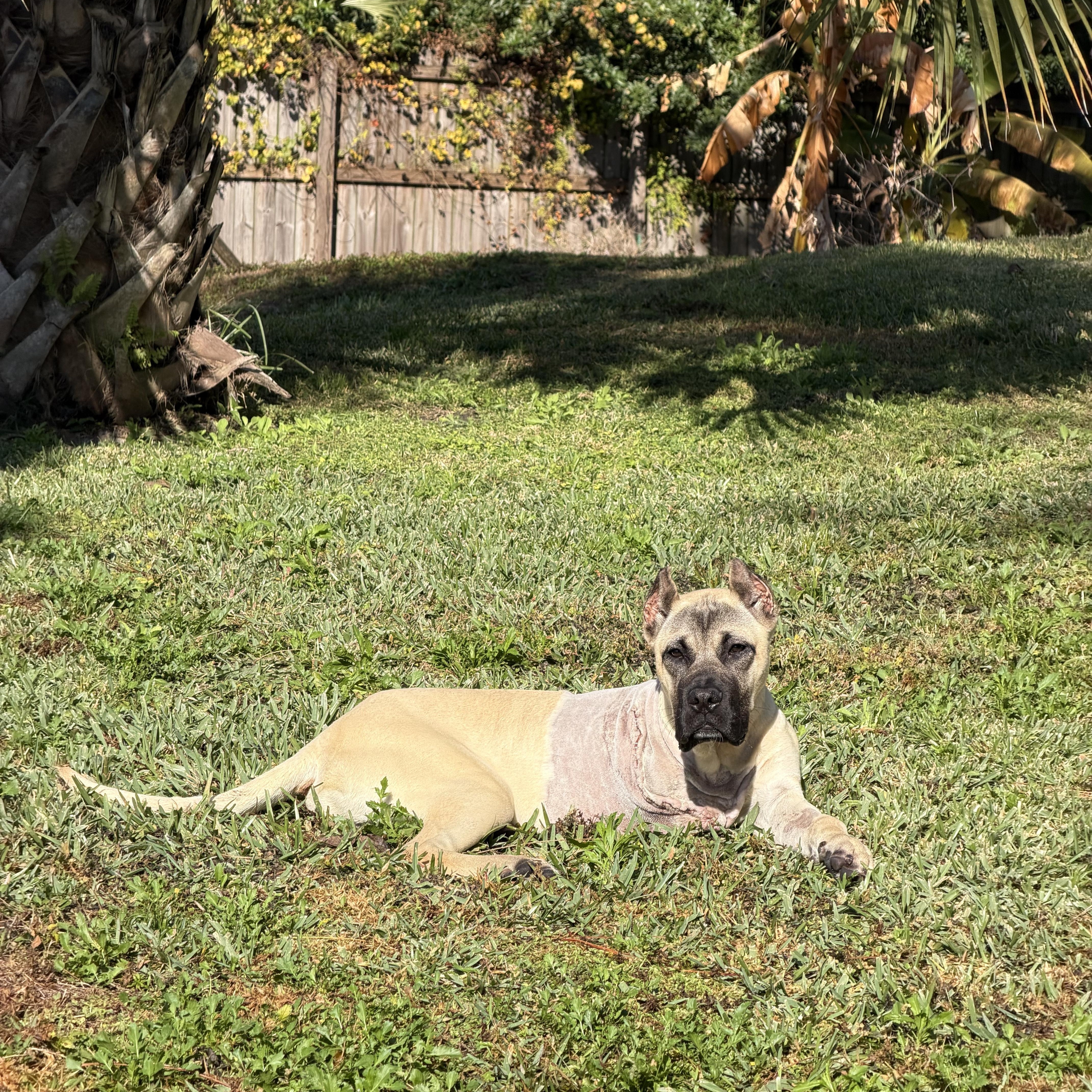 Enlarge Honcho , a ADOPTABLE Presa Canario in Naples, FL image 2/6