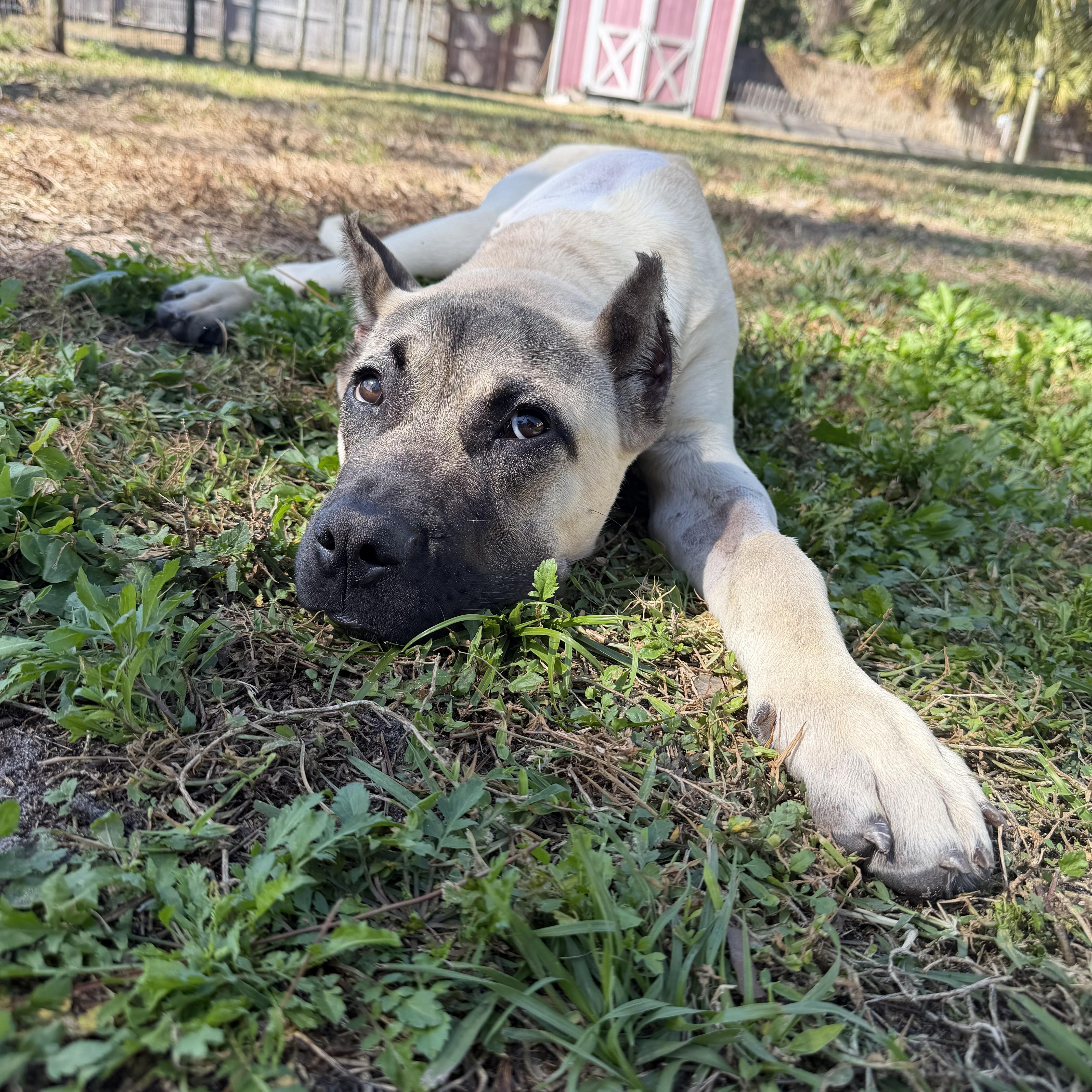 Enlarge Honcho , a ADOPTABLE Presa Canario in Naples, FL image 5/6