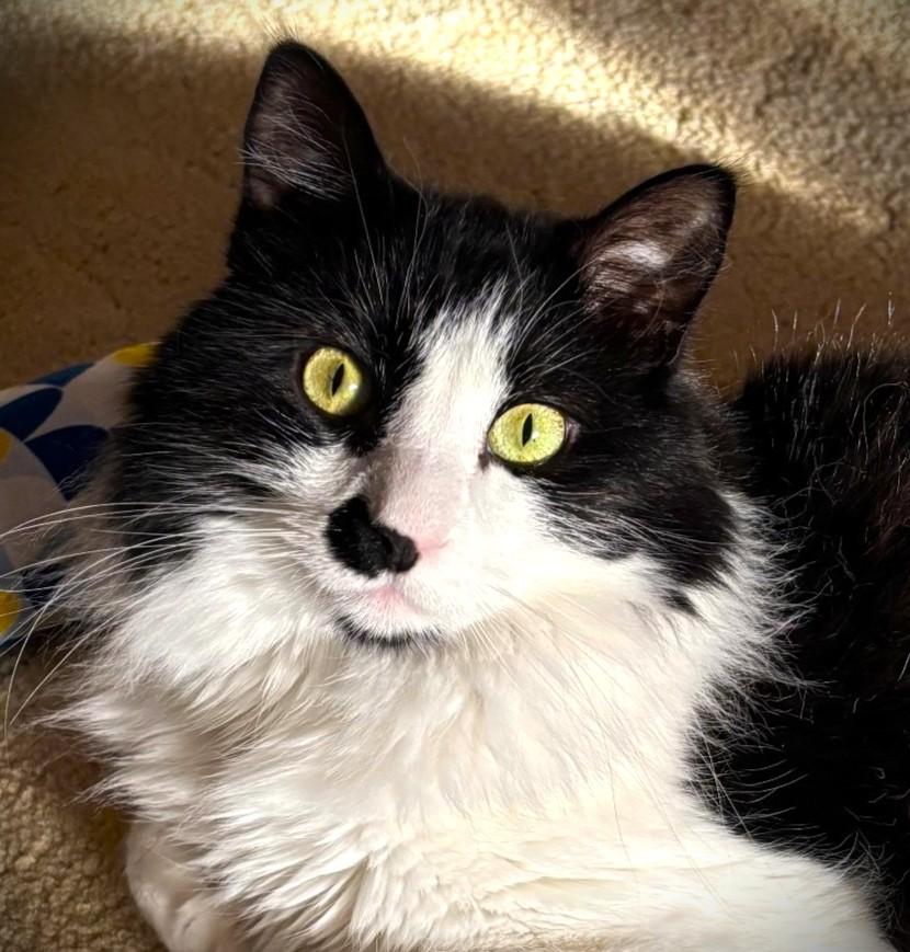 Sylvester, ADOPTABLE, Adult Male Tuxedo.