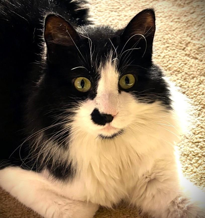 Enlarge Sylvester, a ADOPTABLE Tuxedo in Mankato, MN image 2/5