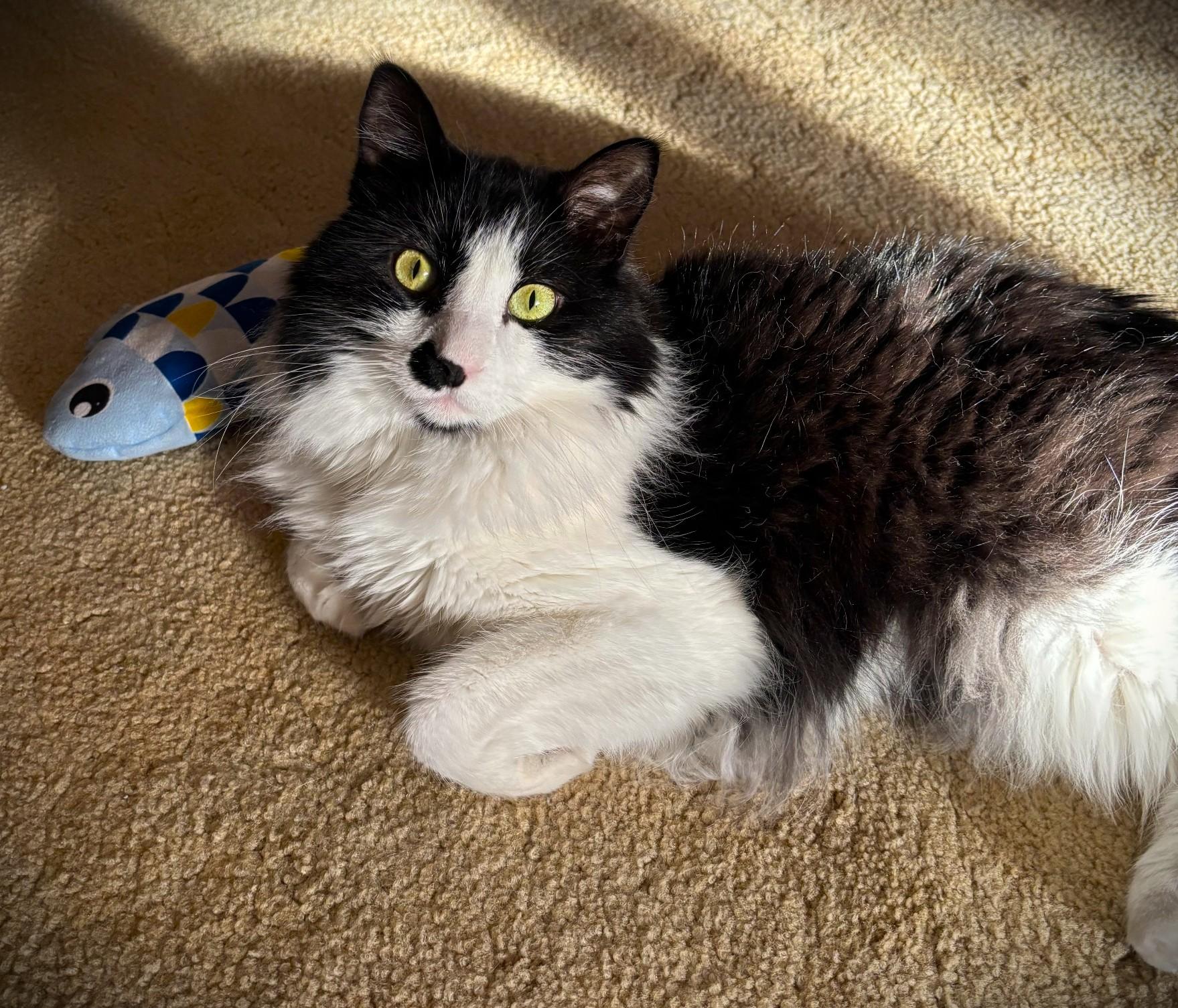 Enlarge Sylvester, a ADOPTABLE Tuxedo in Mankato, MN image 3/5