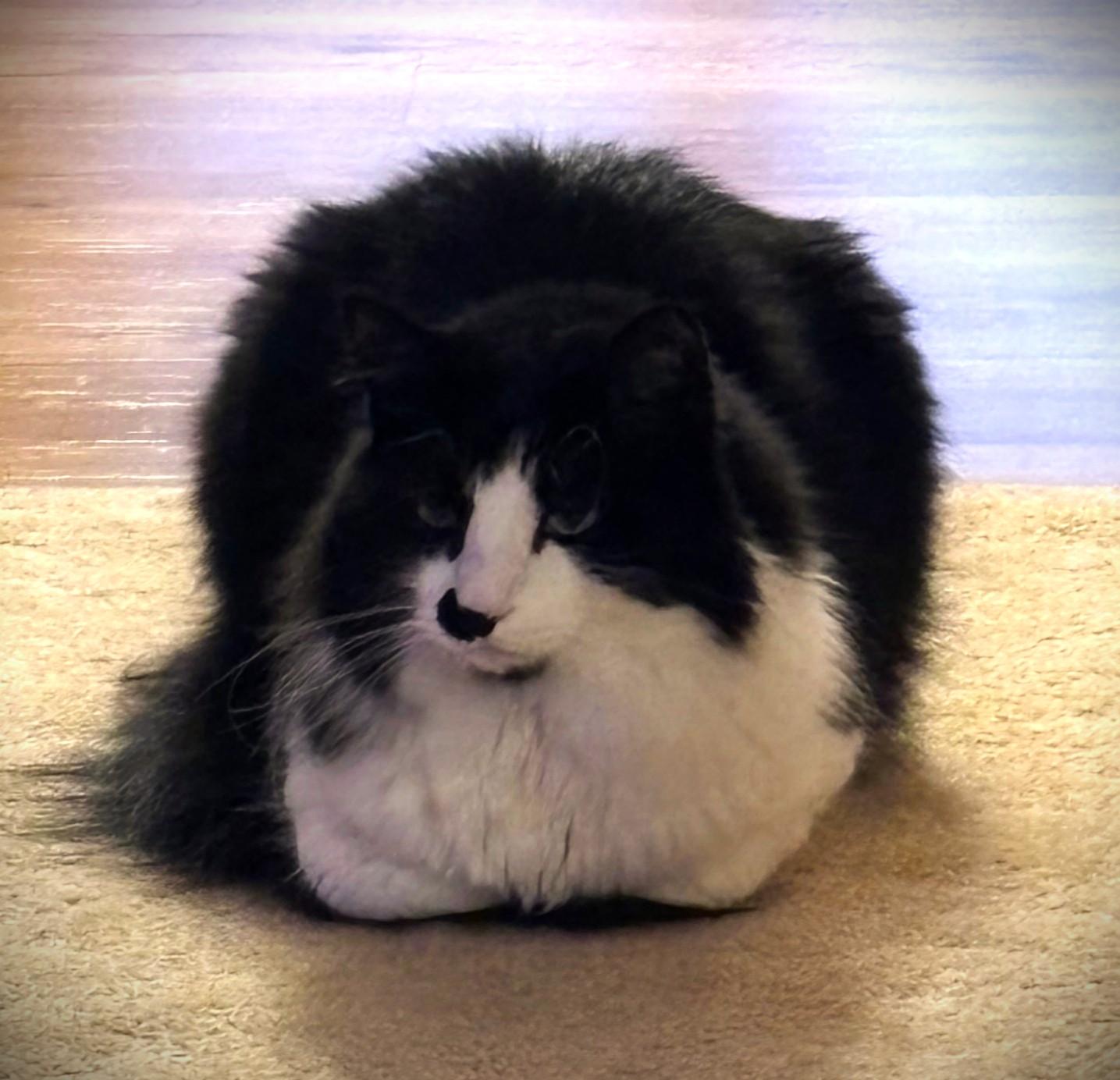 Enlarge Sylvester, a ADOPTABLE Tuxedo in Mankato, MN image 5/5