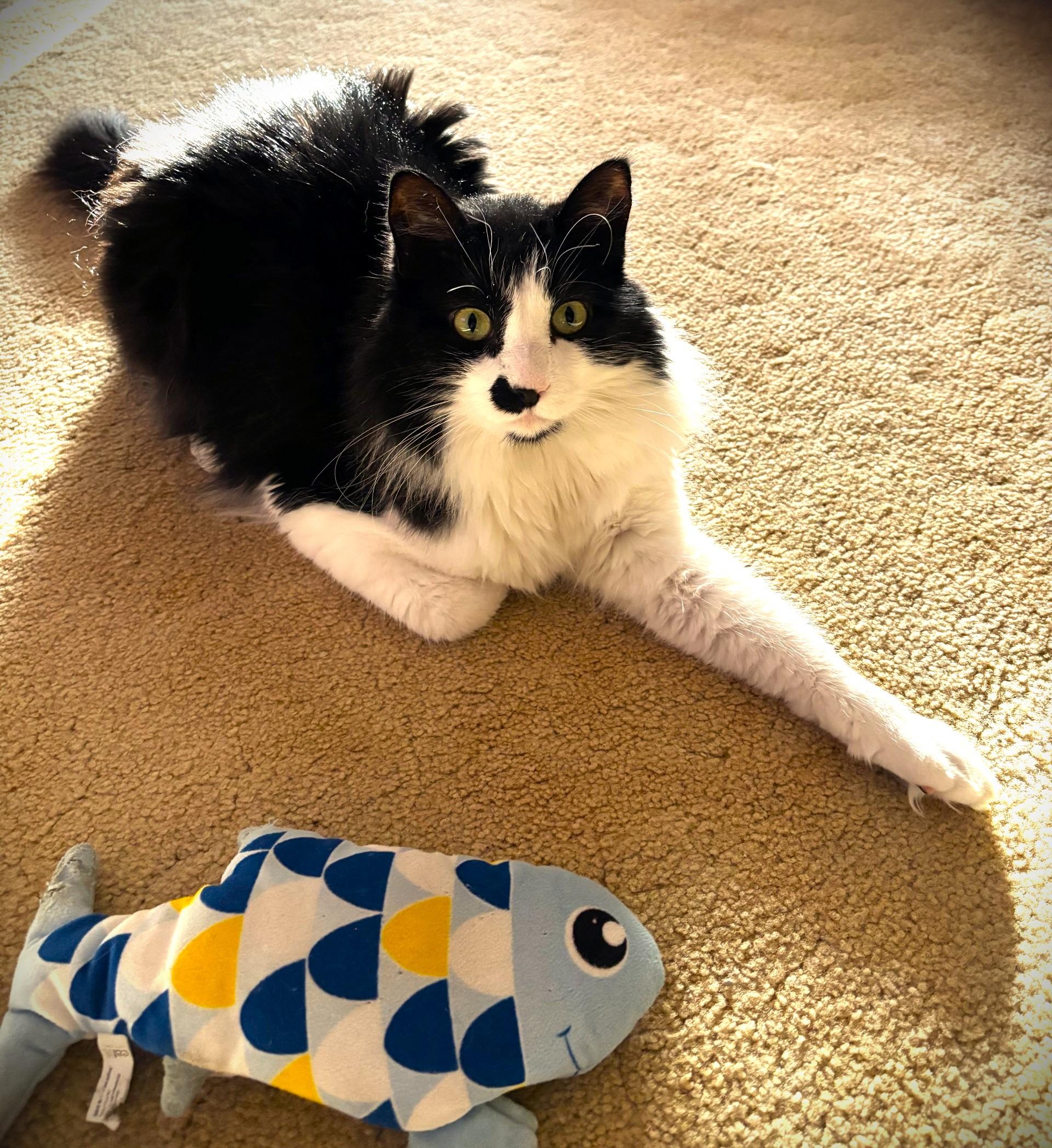 Enlarge Sylvester, a ADOPTABLE Tuxedo in Mankato, MN image 4/5