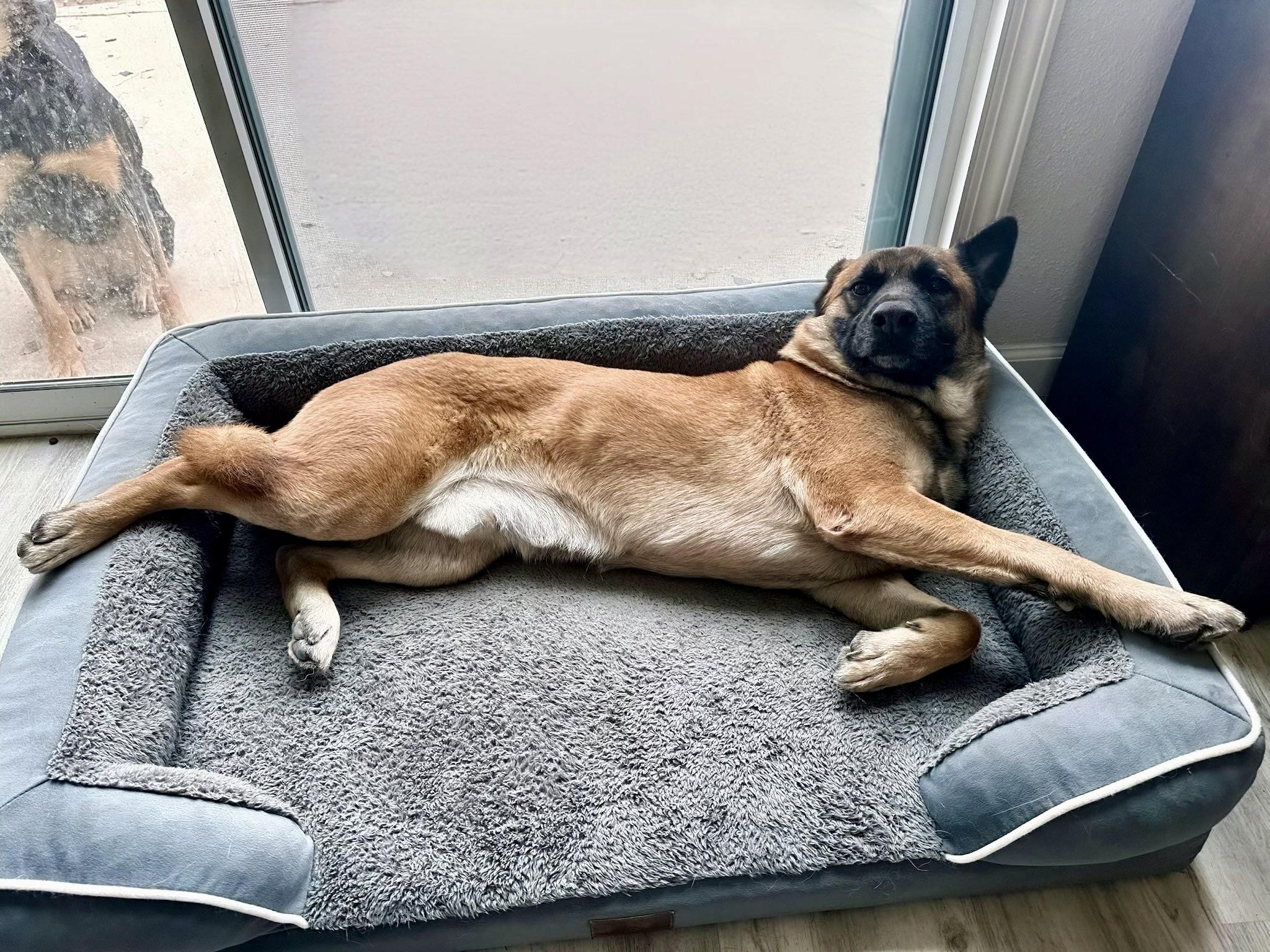 Enlarge Zeke, a Adoptable German Shepherd Dog in santa monica, CA image 2/6