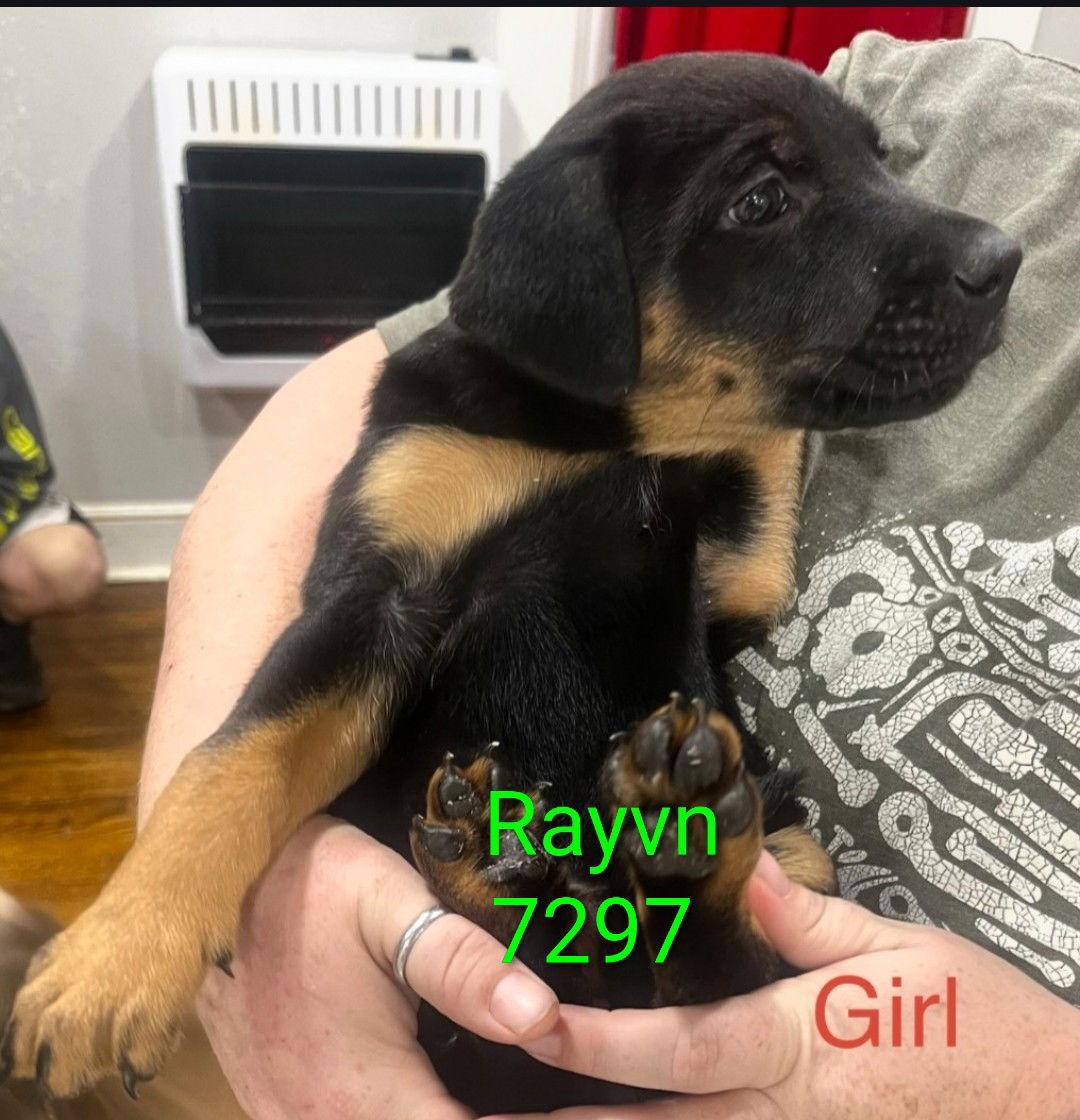 Enlarge Ravyn 7297, a Adoptable mixed breed in Centreville, VA image 1/3
