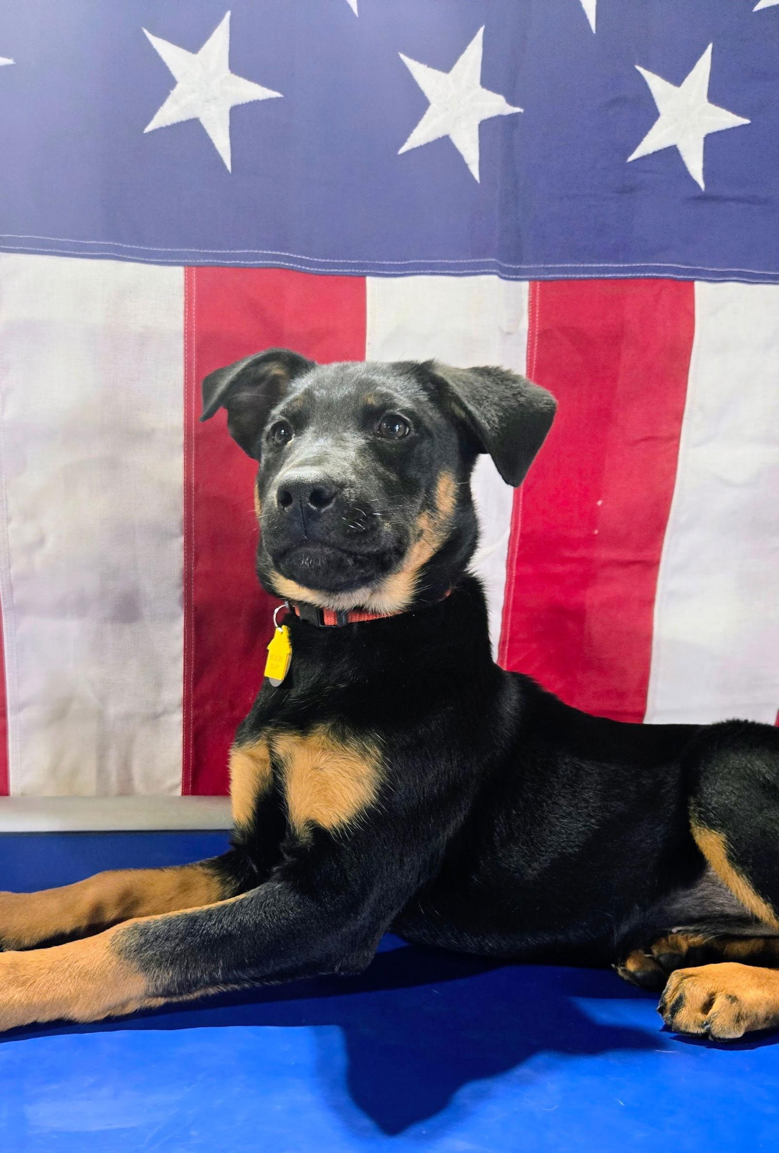 Enlarge Ravyn 7297, a Adoptable mixed breed in Centreville, VA image 2/3